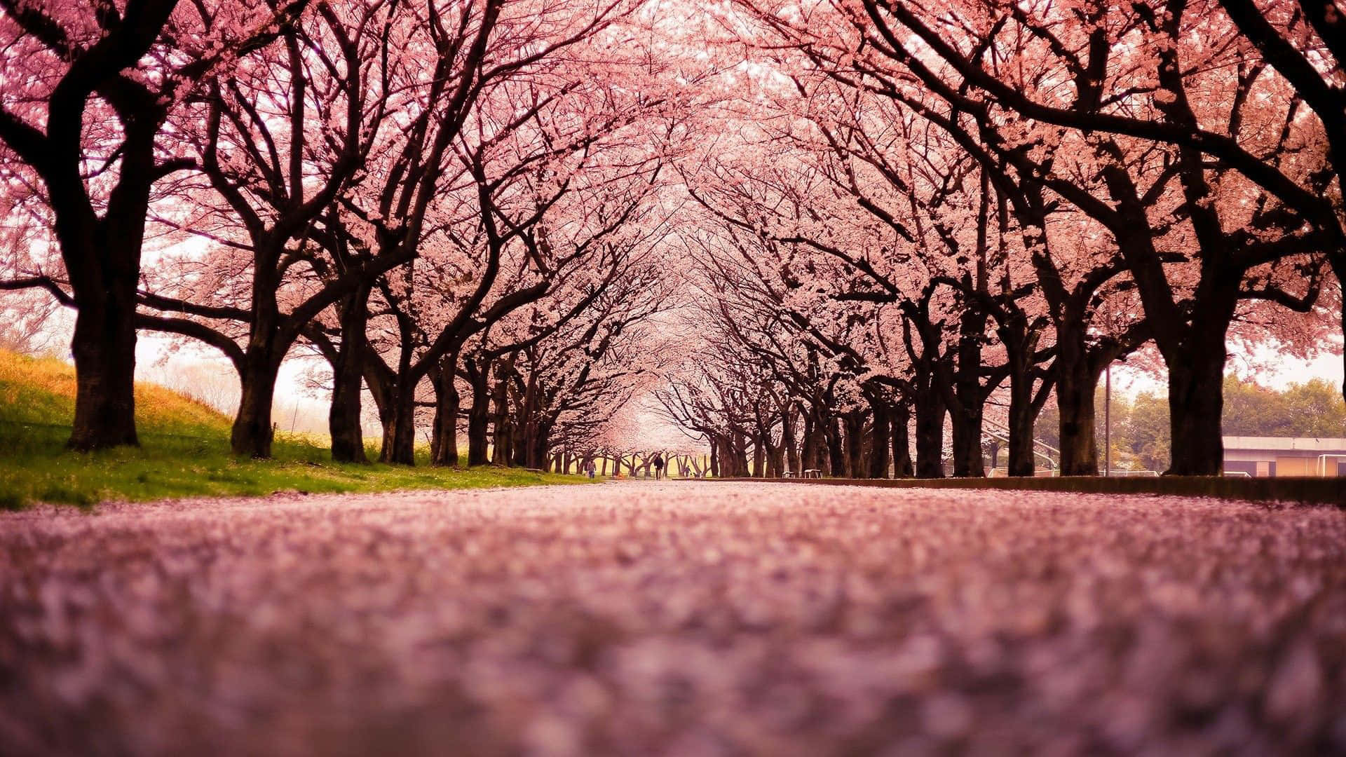 pink cherry blossoms, spring, canopy of blooming trees, Full HD Desktop Wallpaper