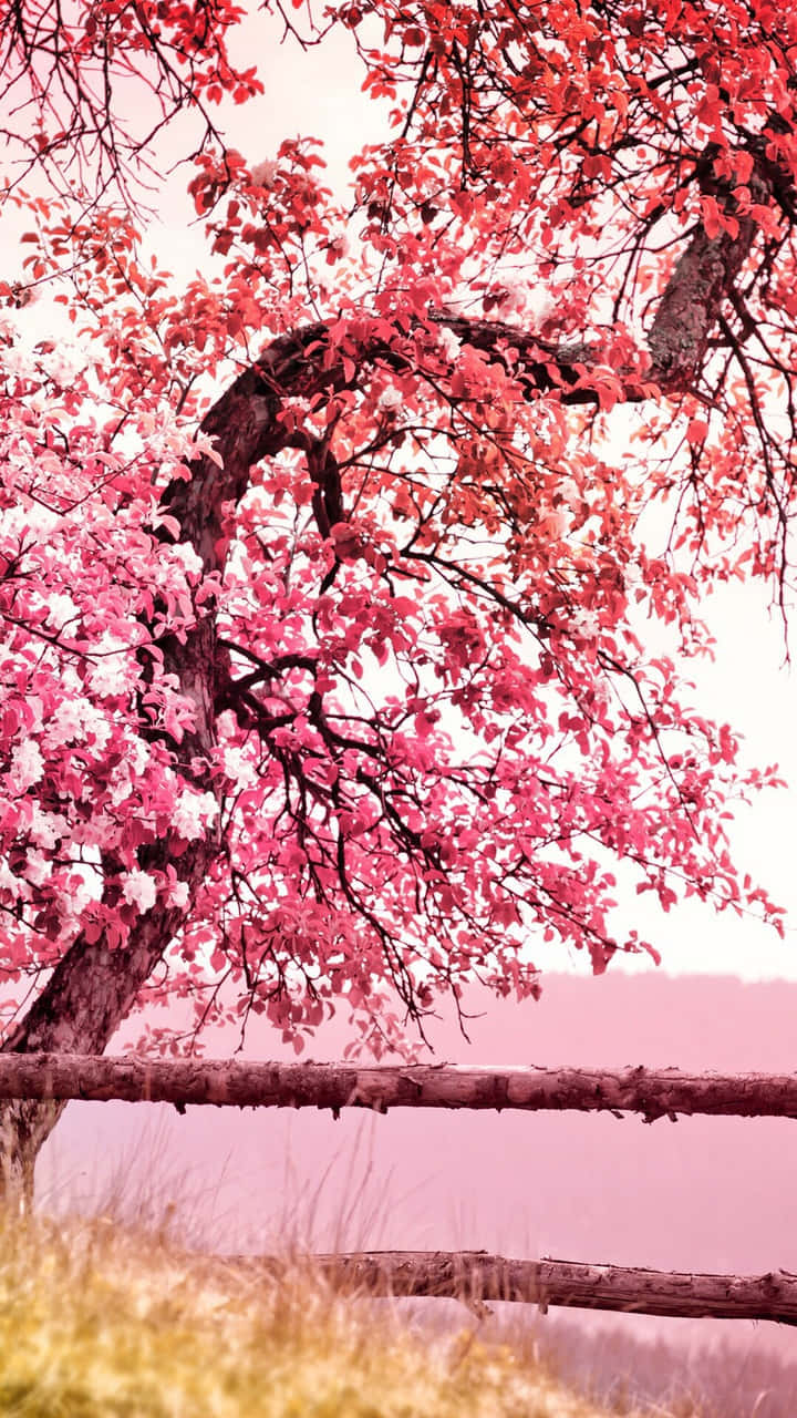 pink cherry blossom tree, pink and white flowers, wooden fence, HD Phone Wallpaper