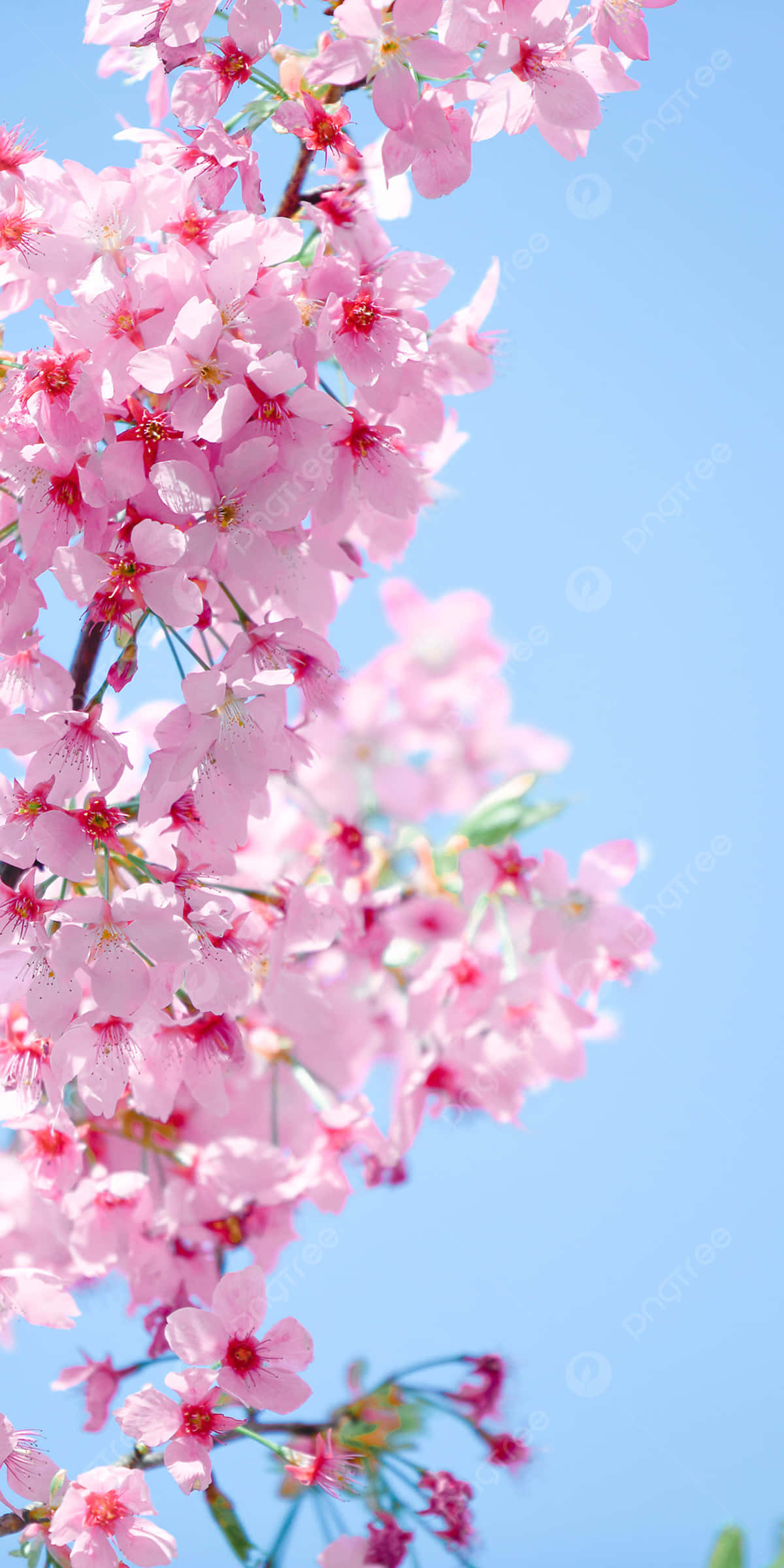 pink cherry blossoms, clear blue sky, soft natural light, Full HD Phone Wallpaper