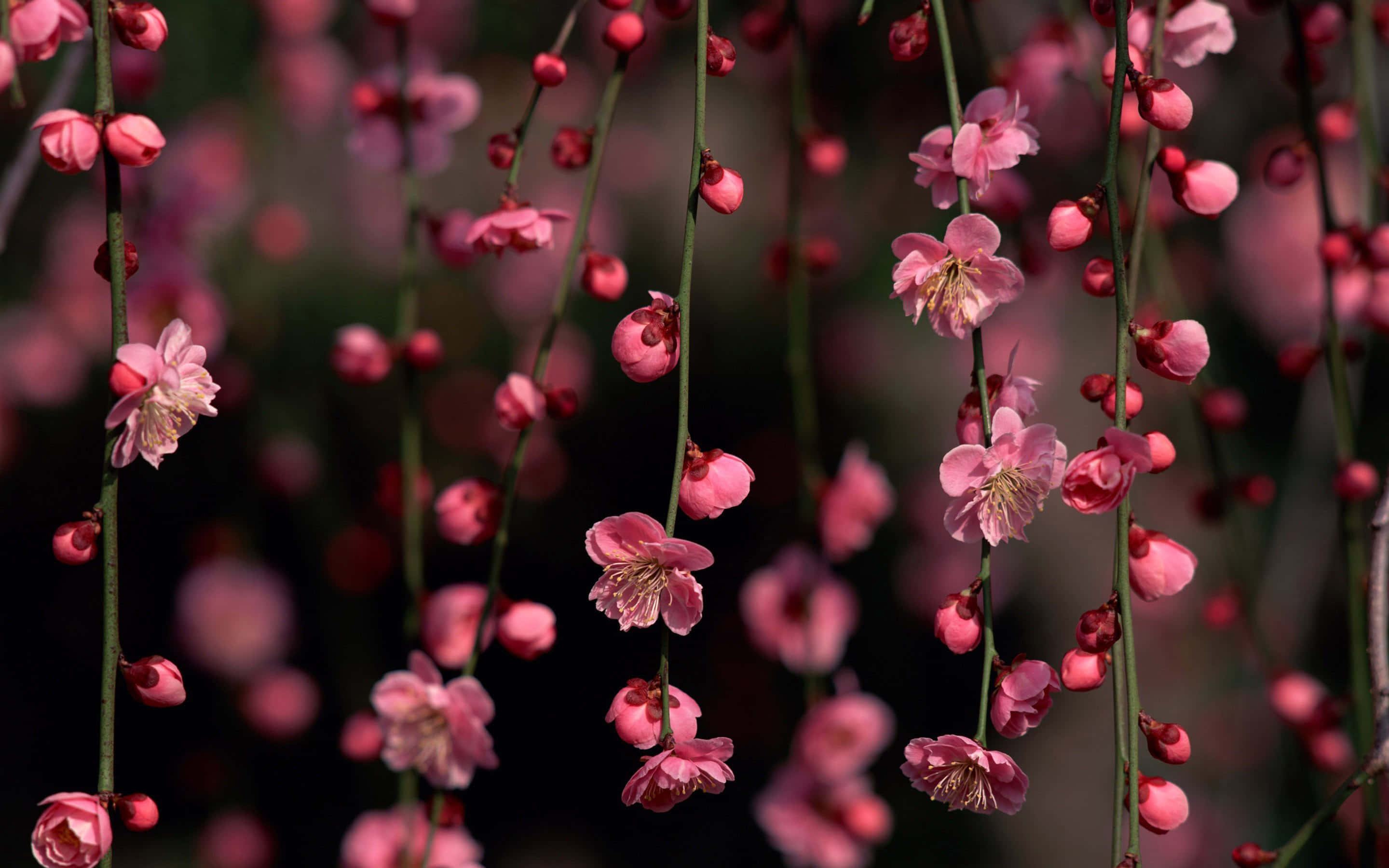 pink cherry blossom, springtime in Japan, delicate pink blossoms, 2K Desktop Wallpaper