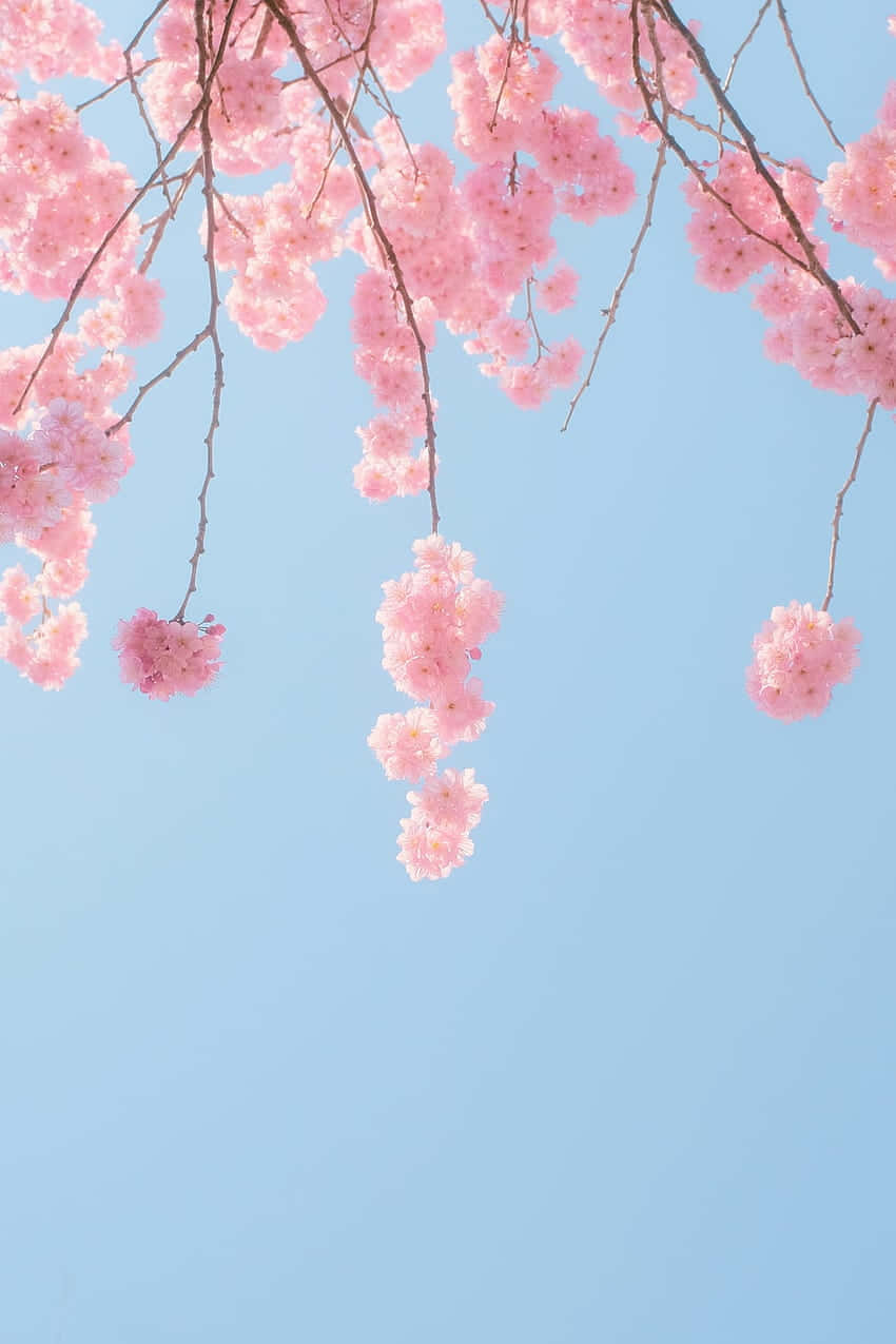 pink cherry blossom, clear blue sky, serene spring scene, SD Phone Wallpaper