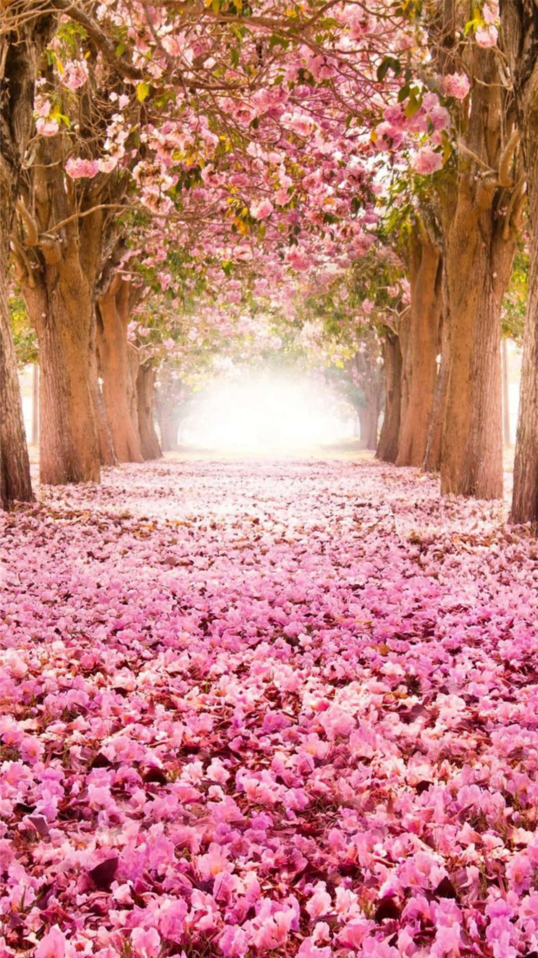 pink cherry blossom, sunlit path, blooming pink cherry trees, Full HD Phone Wallpaper