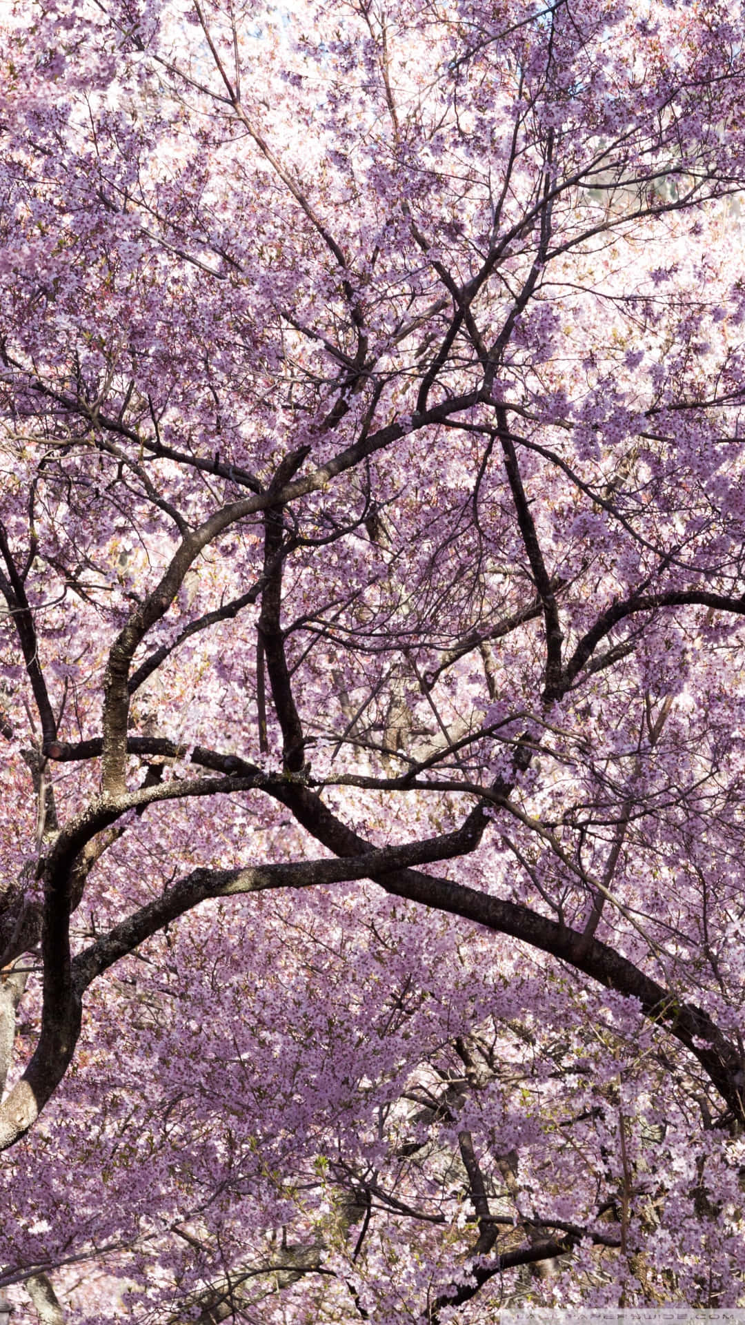 pink cherry blossom, cherry blossom tree, pink flowers, Full HD Phone Wallpaper