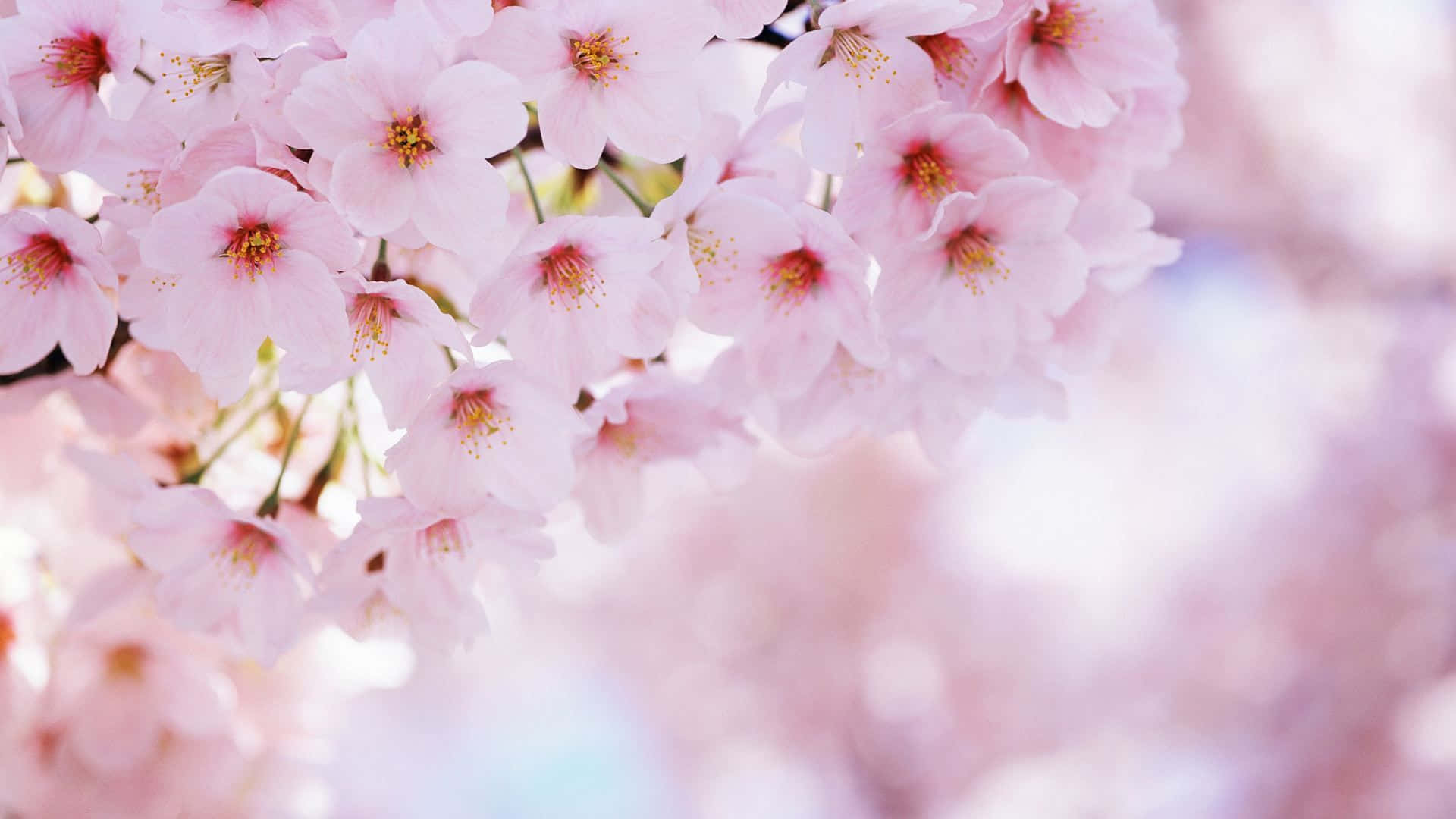 pink cherry blossom, soft pink cherry blossoms, gentle clusters, Full HD Desktop Wallpaper