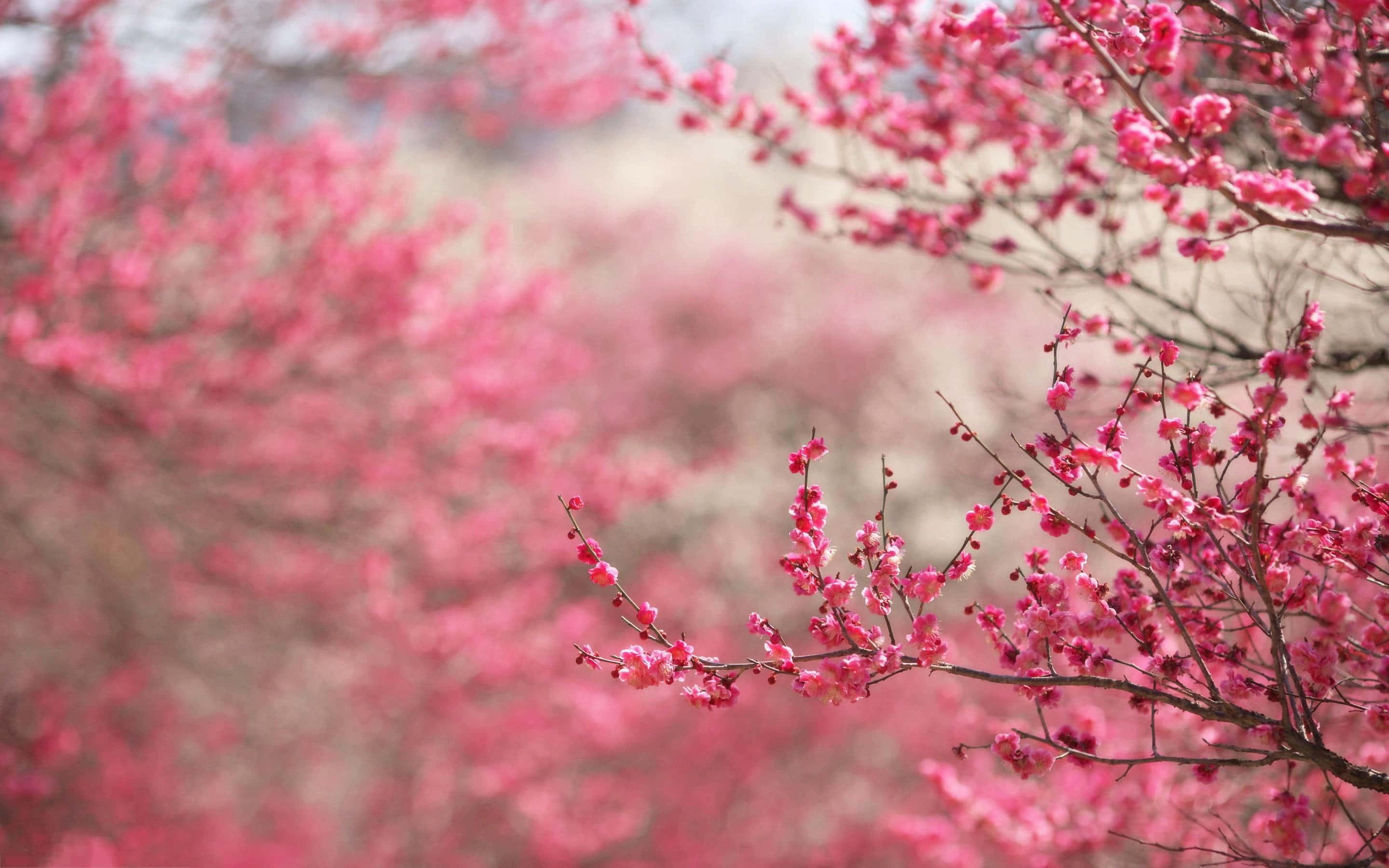 pink cherry blossom, cherry blossom tree, vibrant pink, 2K Desktop Wallpaper
