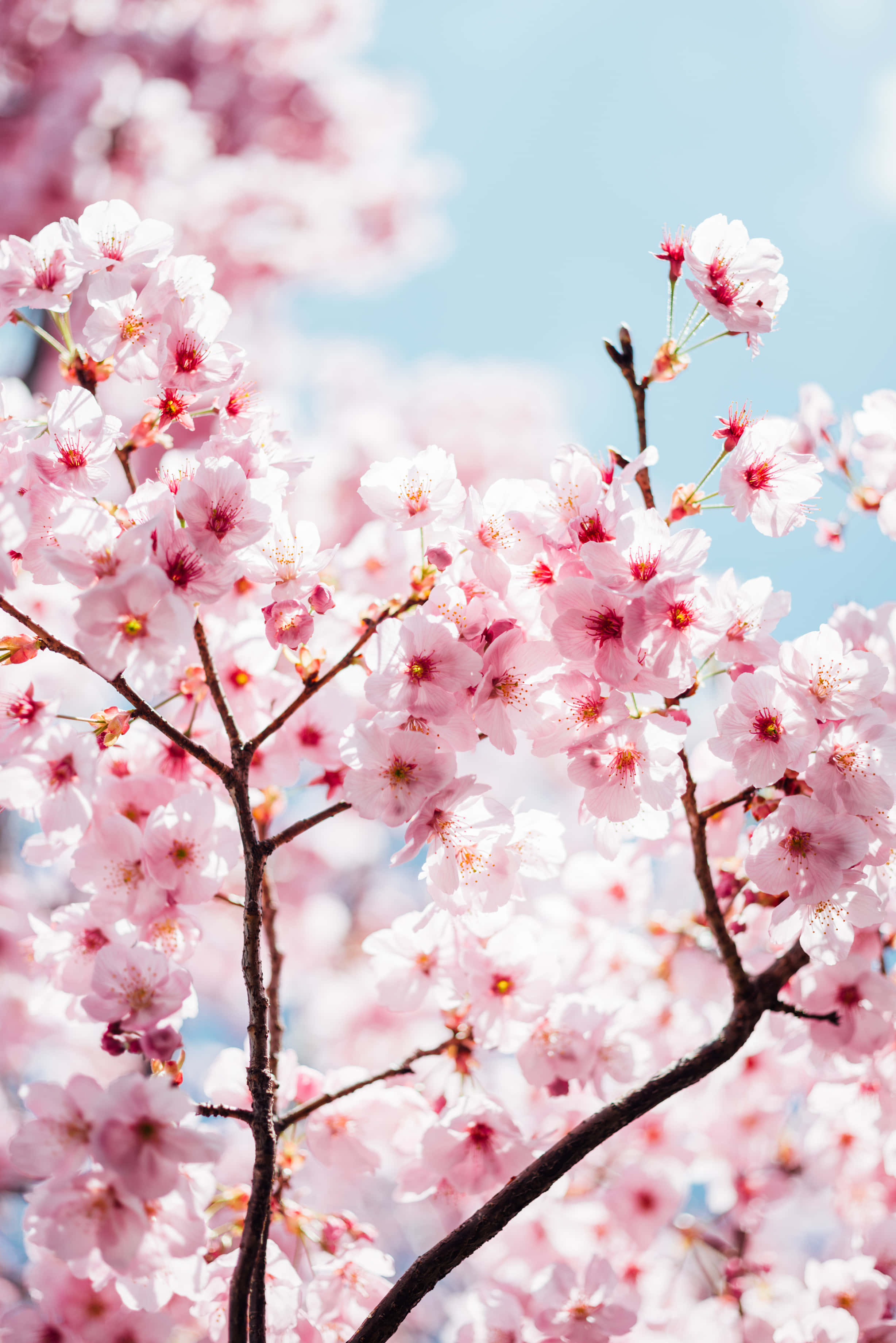 pink cherry blossoms, dark branches, soft blue sky, 2K Phone Wallpaper