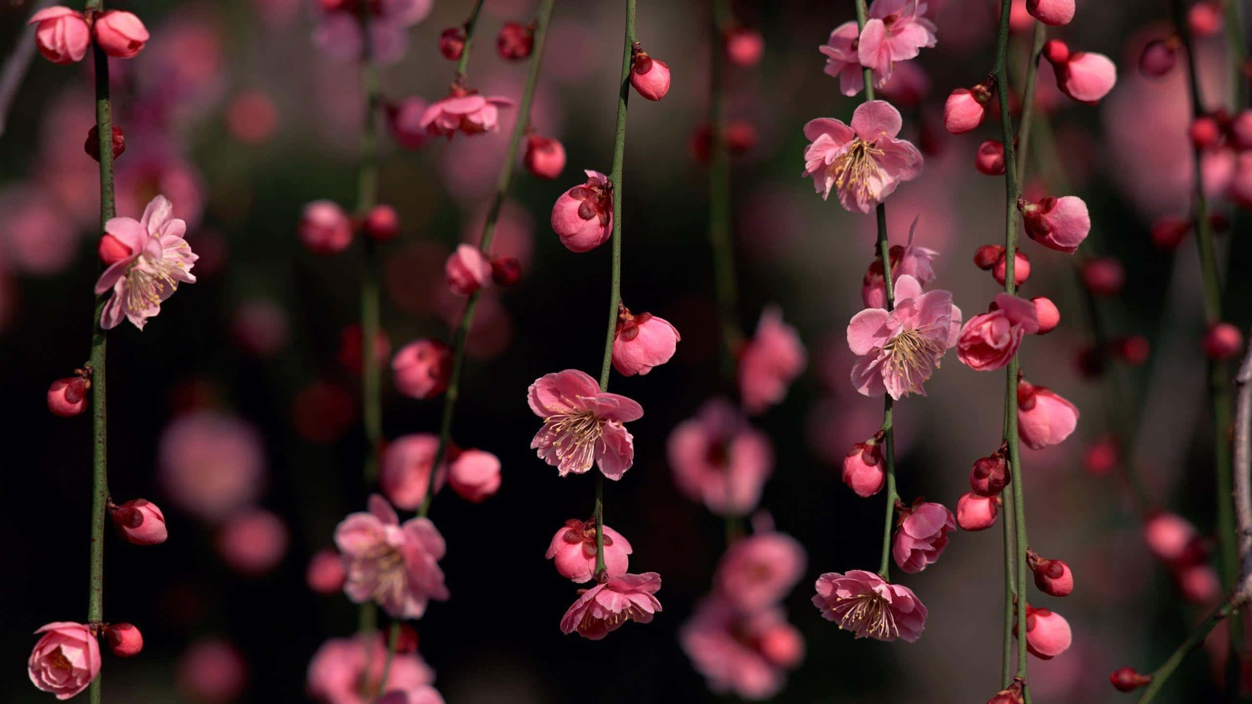 elegant cherry blossoms, pink blossoms, slender branches, 2K Desktop Wallpaper