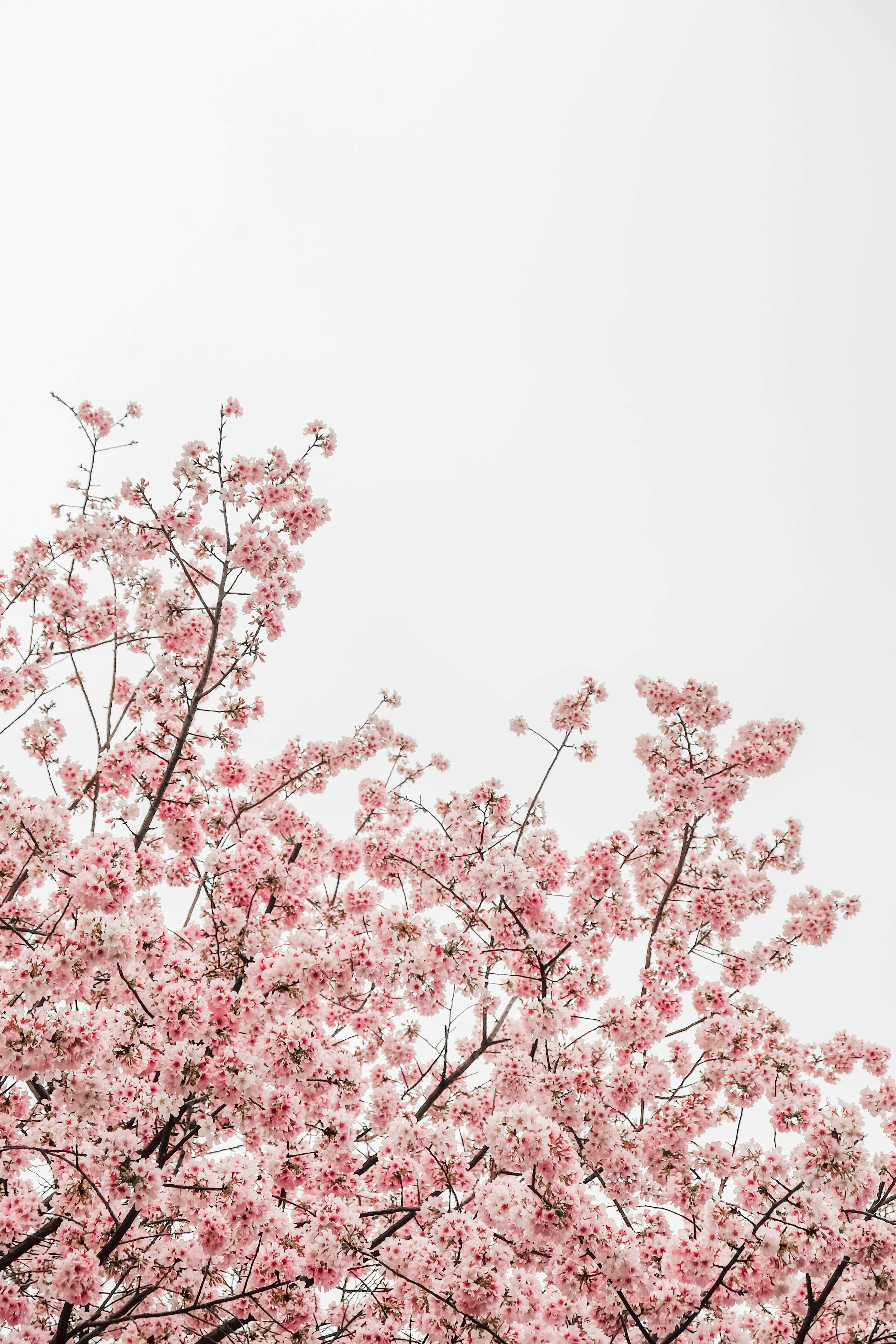Pink Cherry Blossom, pink cherry blossoms, dark branches, 4K Phone Wallpaper
