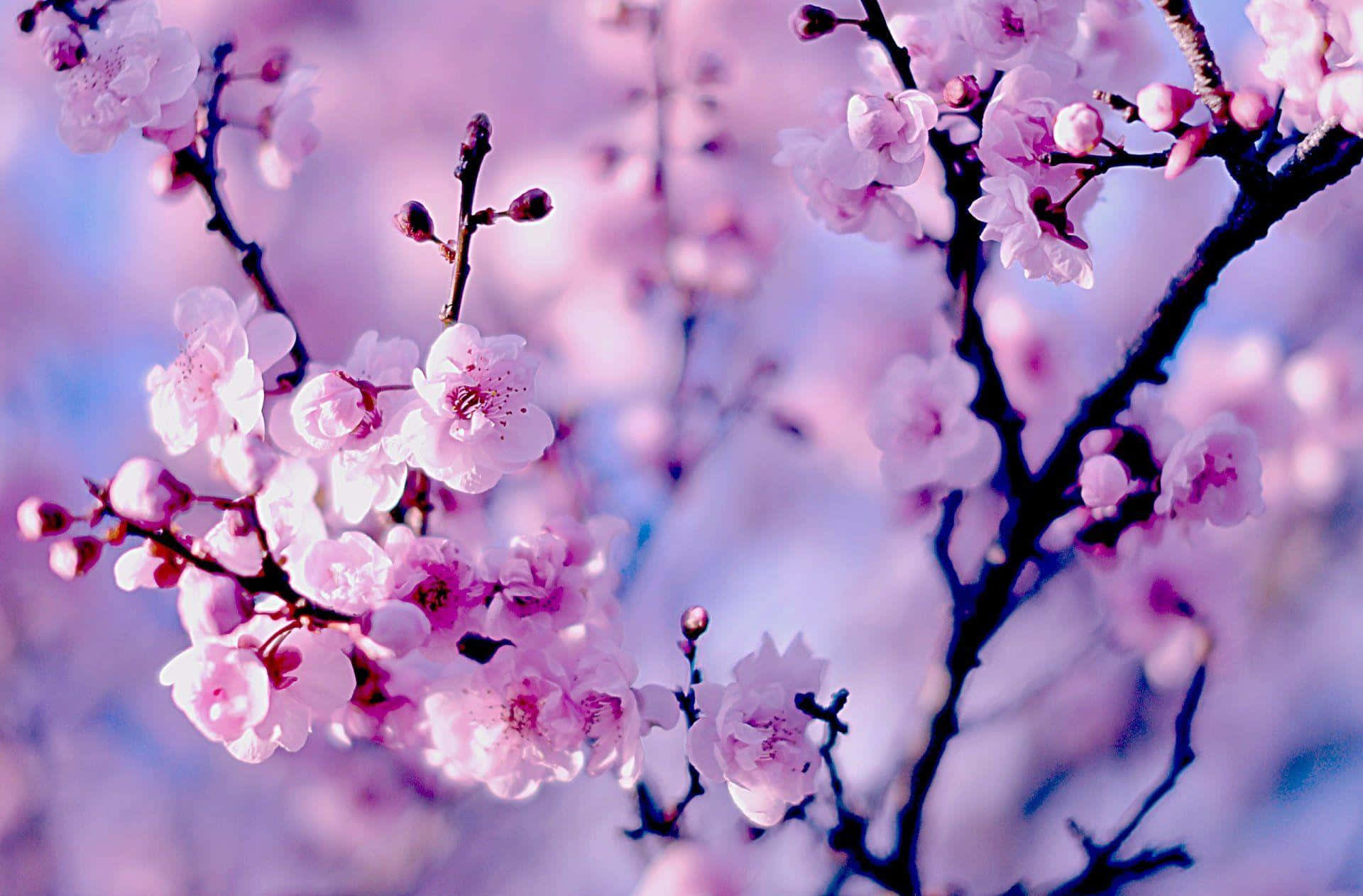 pink cherry blossoms, dark branches, soft purple sky, Full HD Desktop Wallpaper