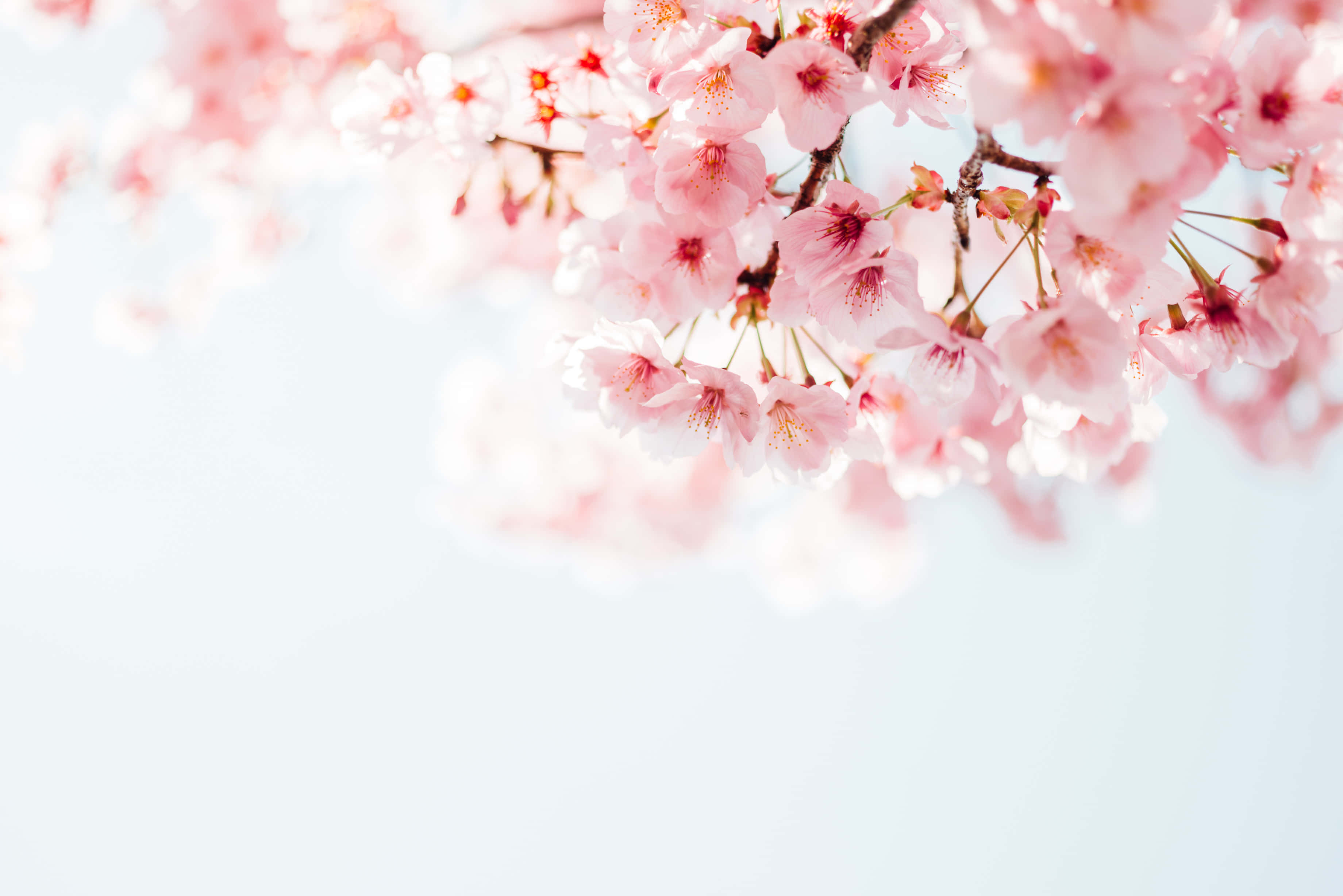 pink cherry blossom, bloom, bright clear sky, 2K Desktop Wallpaper