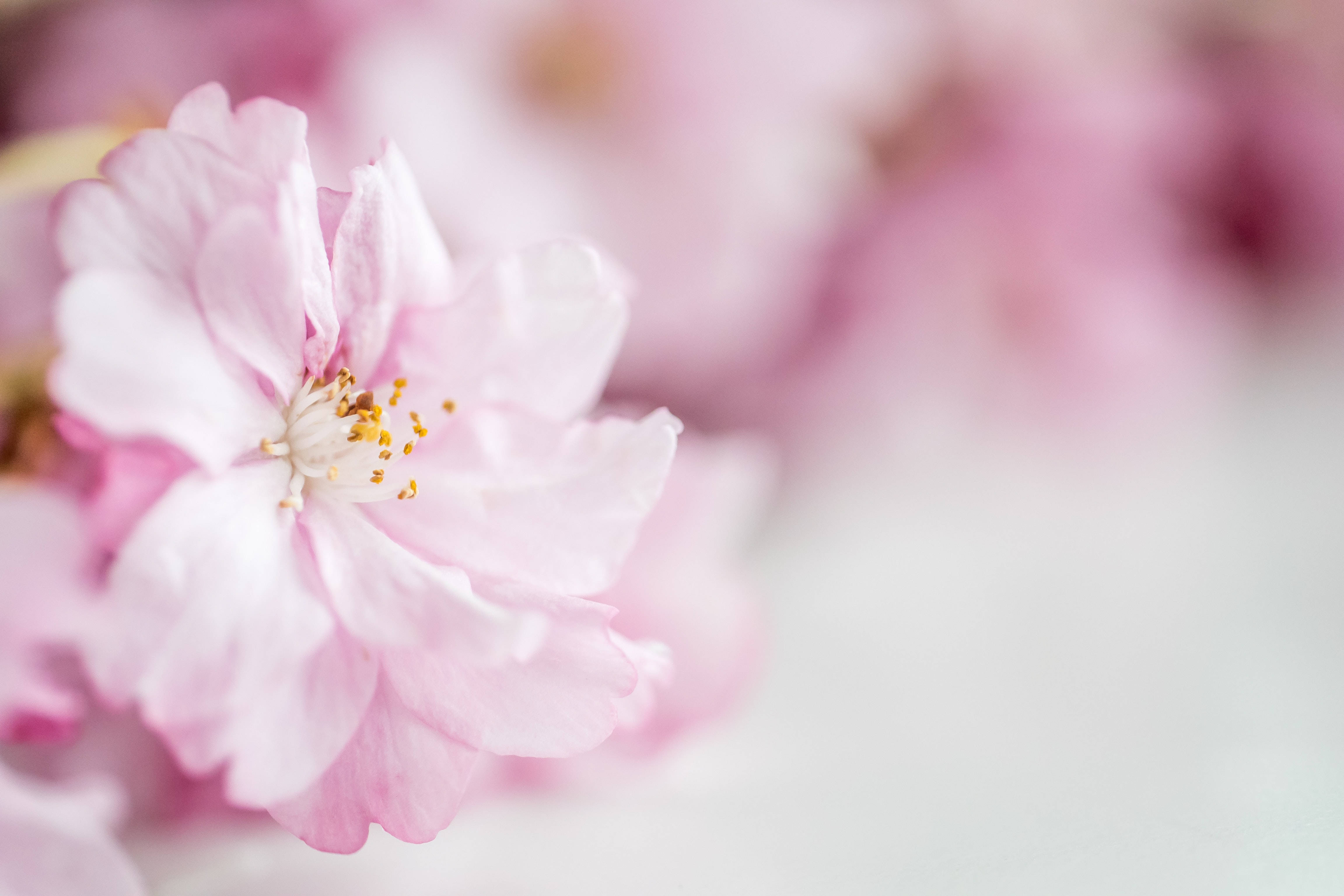 pastel pink cherry blossom, soft focus, golden stamens, 4K Desktop Wallpaper