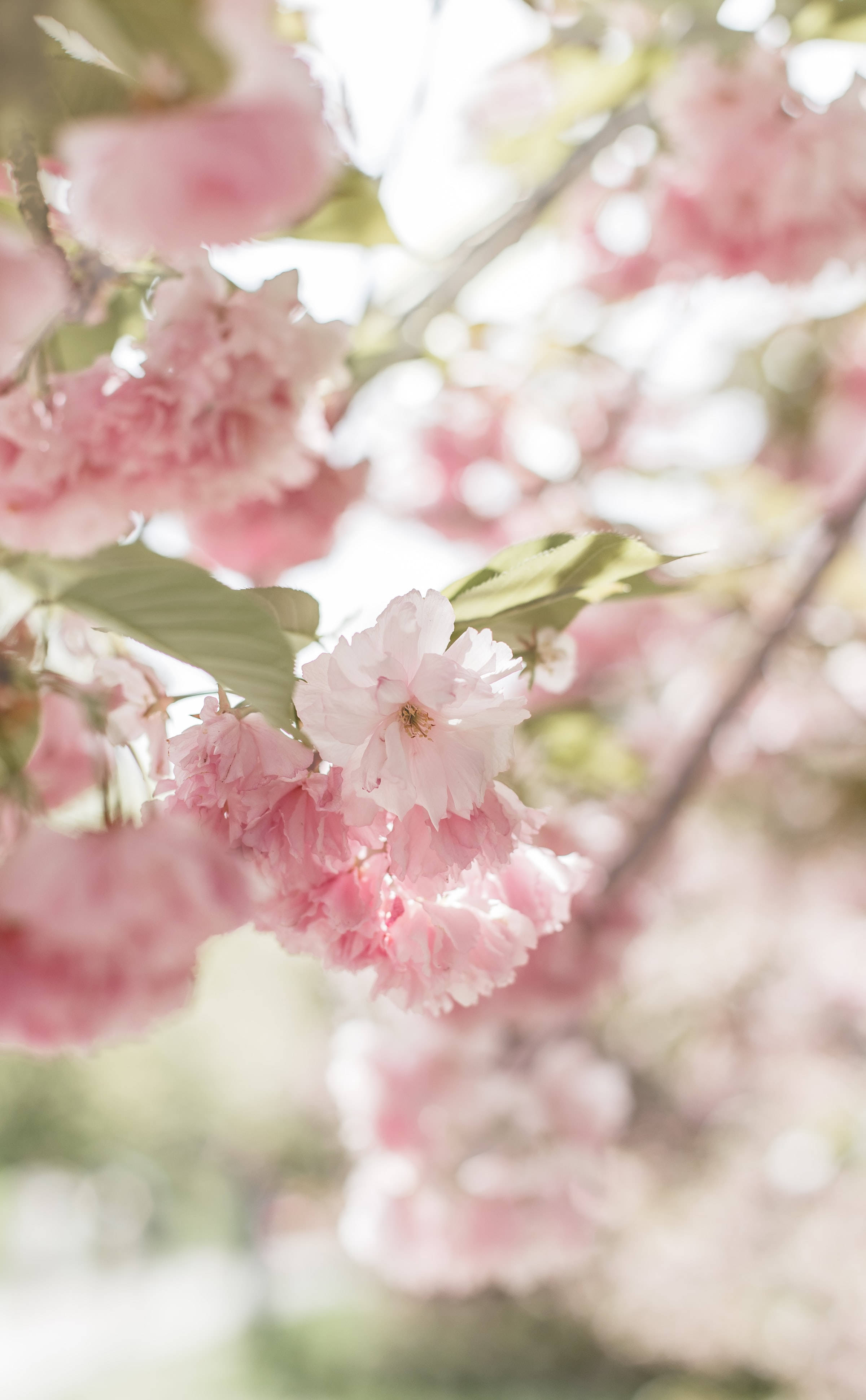 pink cherry blossom, soft pink, branches, 4K Phone Wallpaper