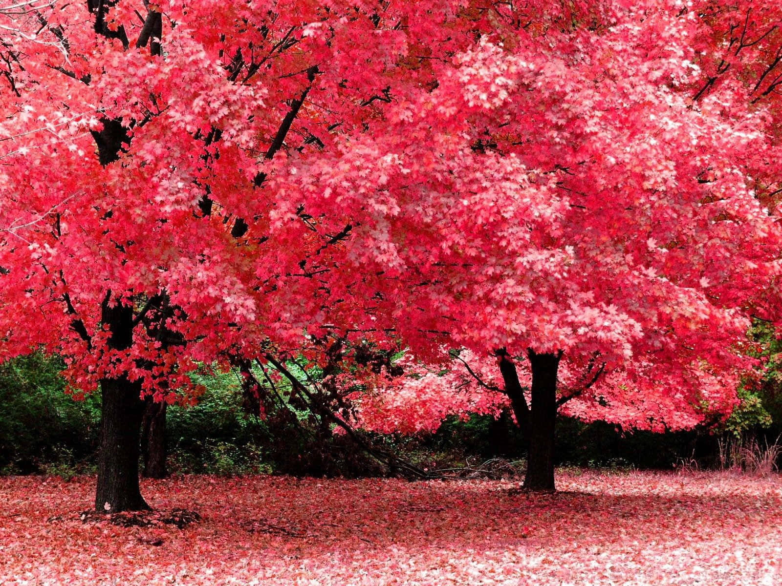 Pink Cherry Blossom, autumn, maple trees, HD Desktop Wallpaper