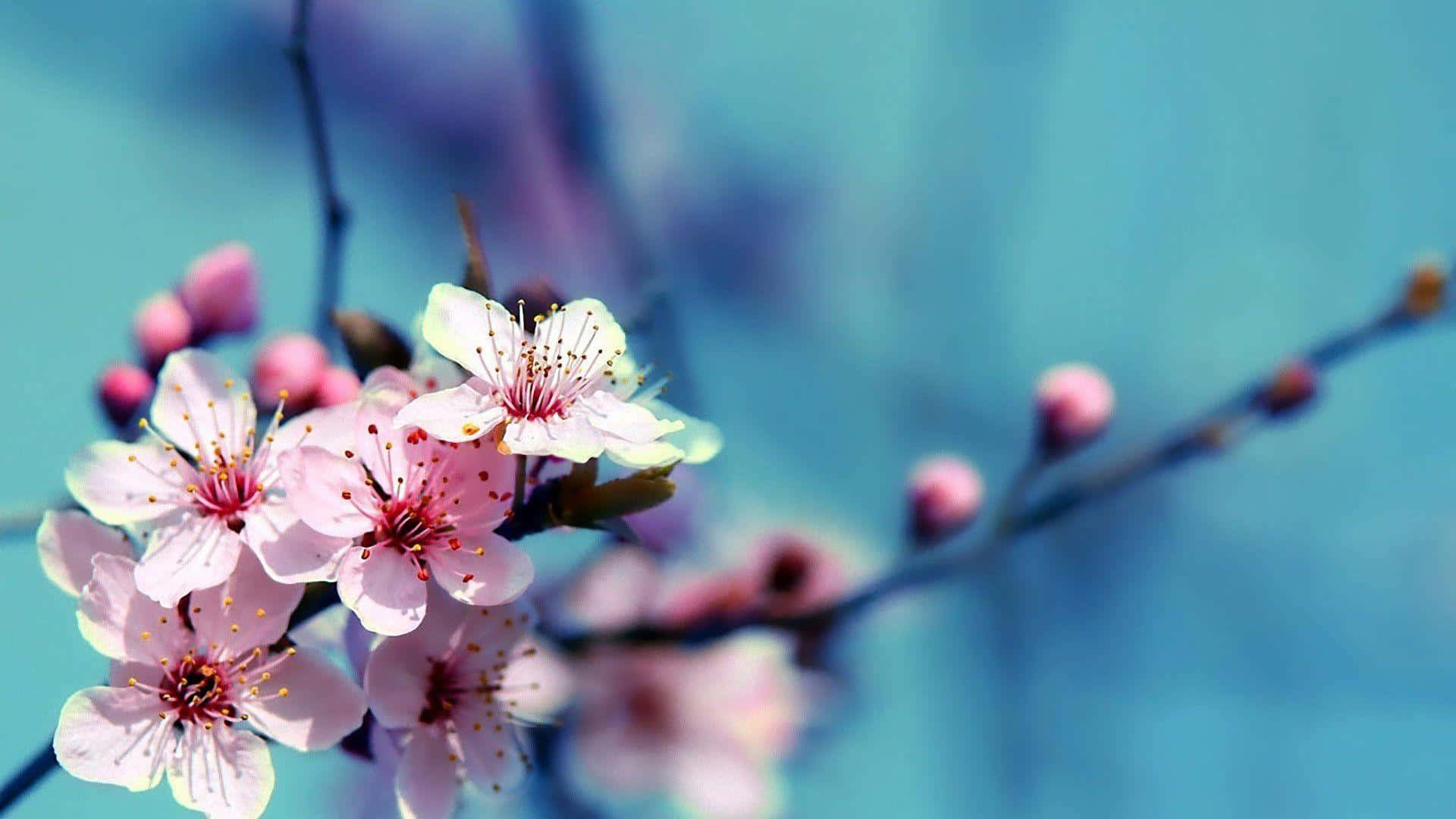 pink cherry blossoms, slender branches, soft blue sky, Full HD Desktop Wallpaper