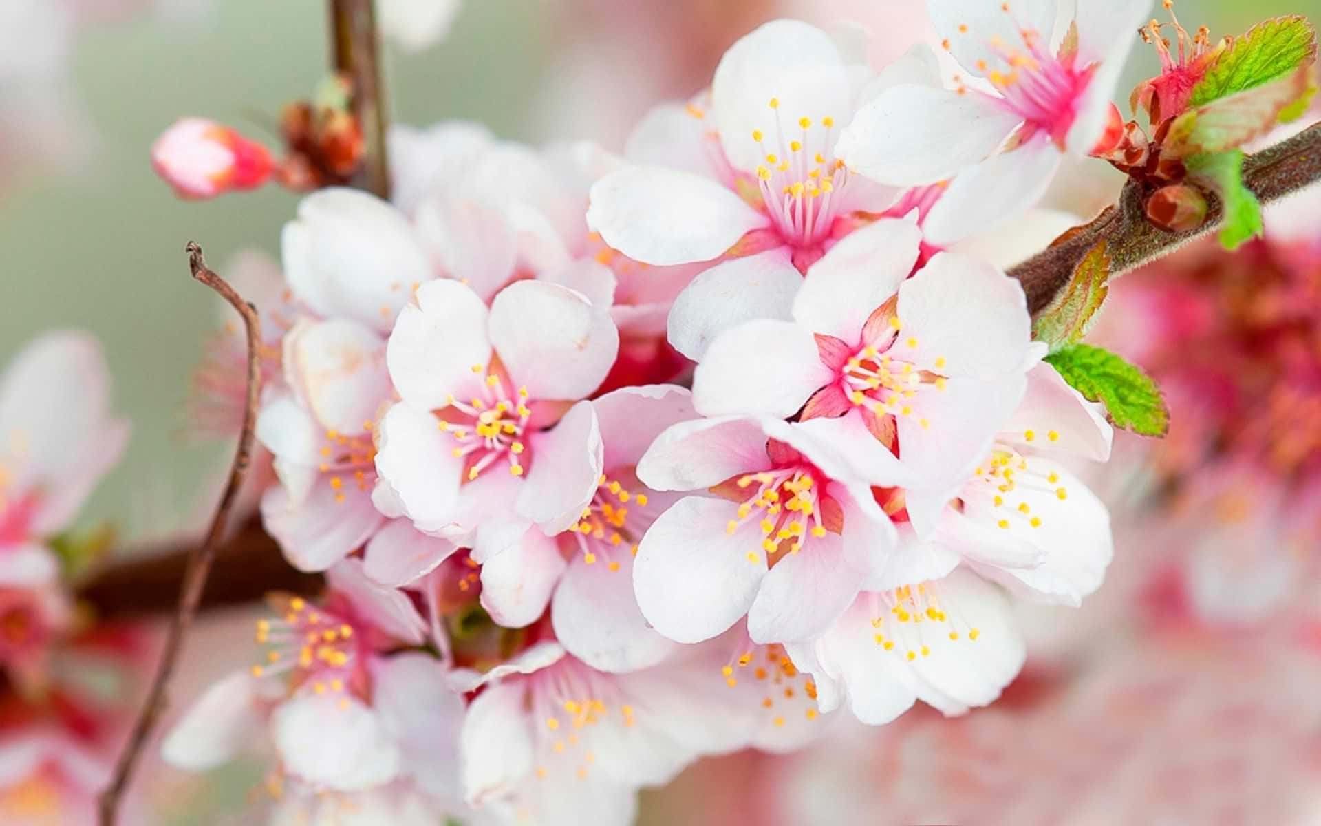 pink cherry blossoms, yellow stamens, branch, Full HD Desktop Wallpaper