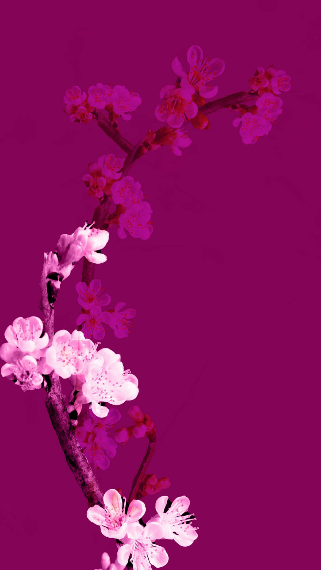 vibrant pink cherry blossoms, pink cherry blossoms, delicate branch, Full HD Phone Wallpaper