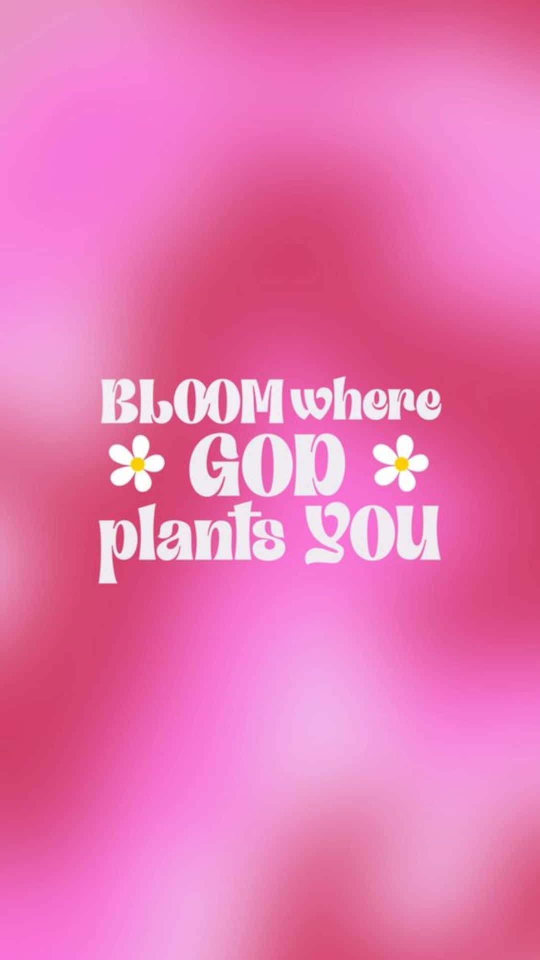 Pink gradient background, white text, bloom where god plants you, Full HD Phone Wallpaper
