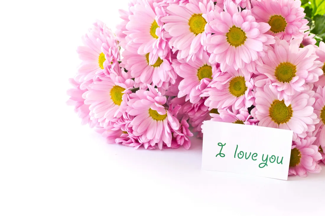Pink Chrysanthemums