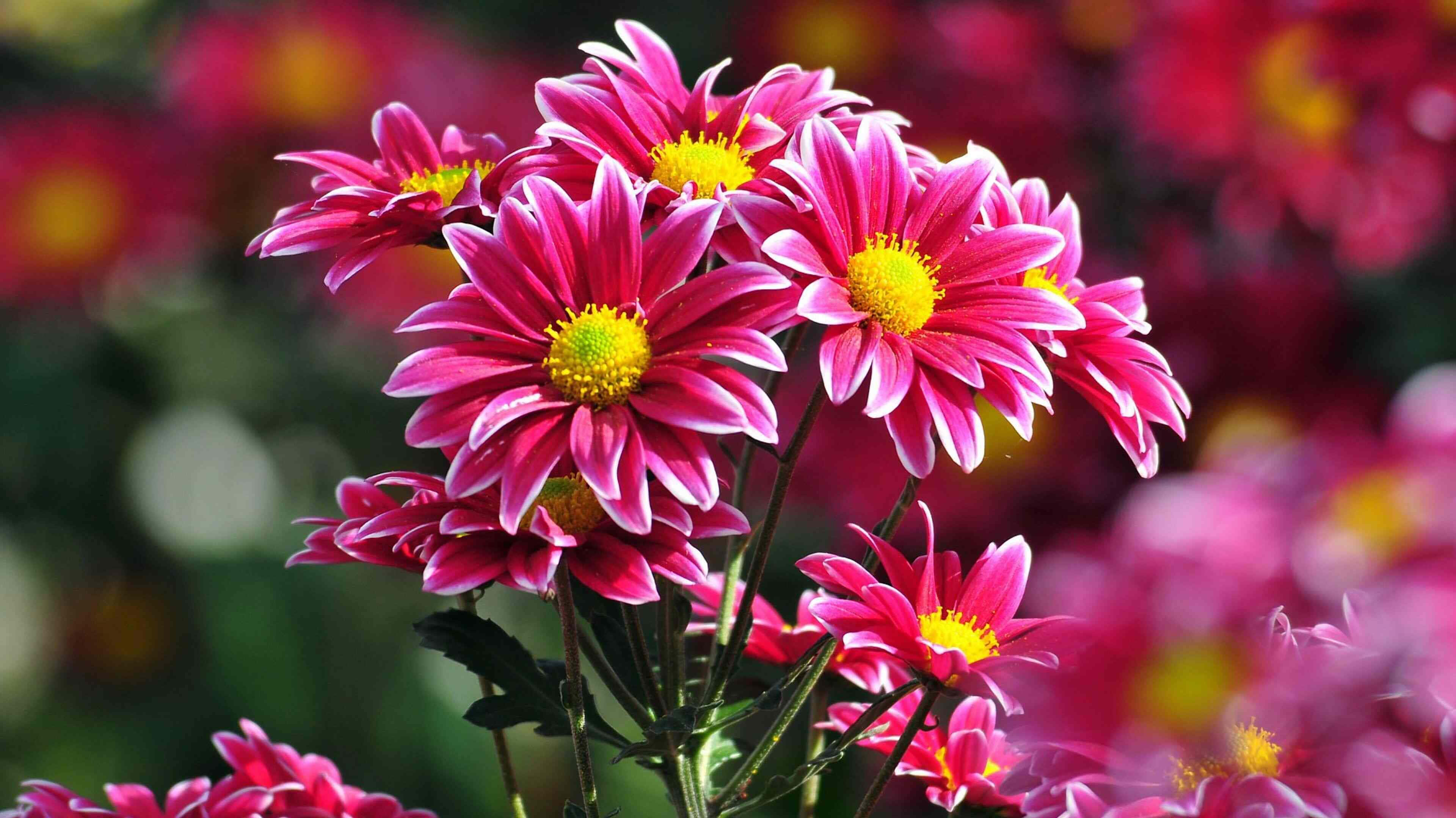 vibrant pink chrysanthemums, yellow centers, soft focus, 4K Desktop Wallpaper