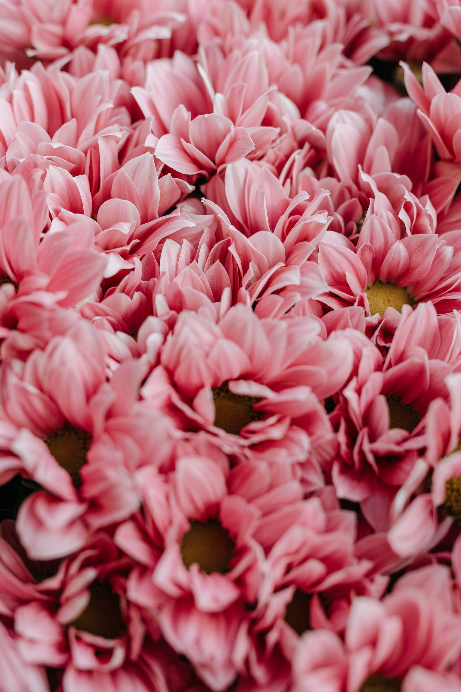 soft pink chrysanthemums, delicate layered petals, dark centers, Full HD Phone Wallpaper
