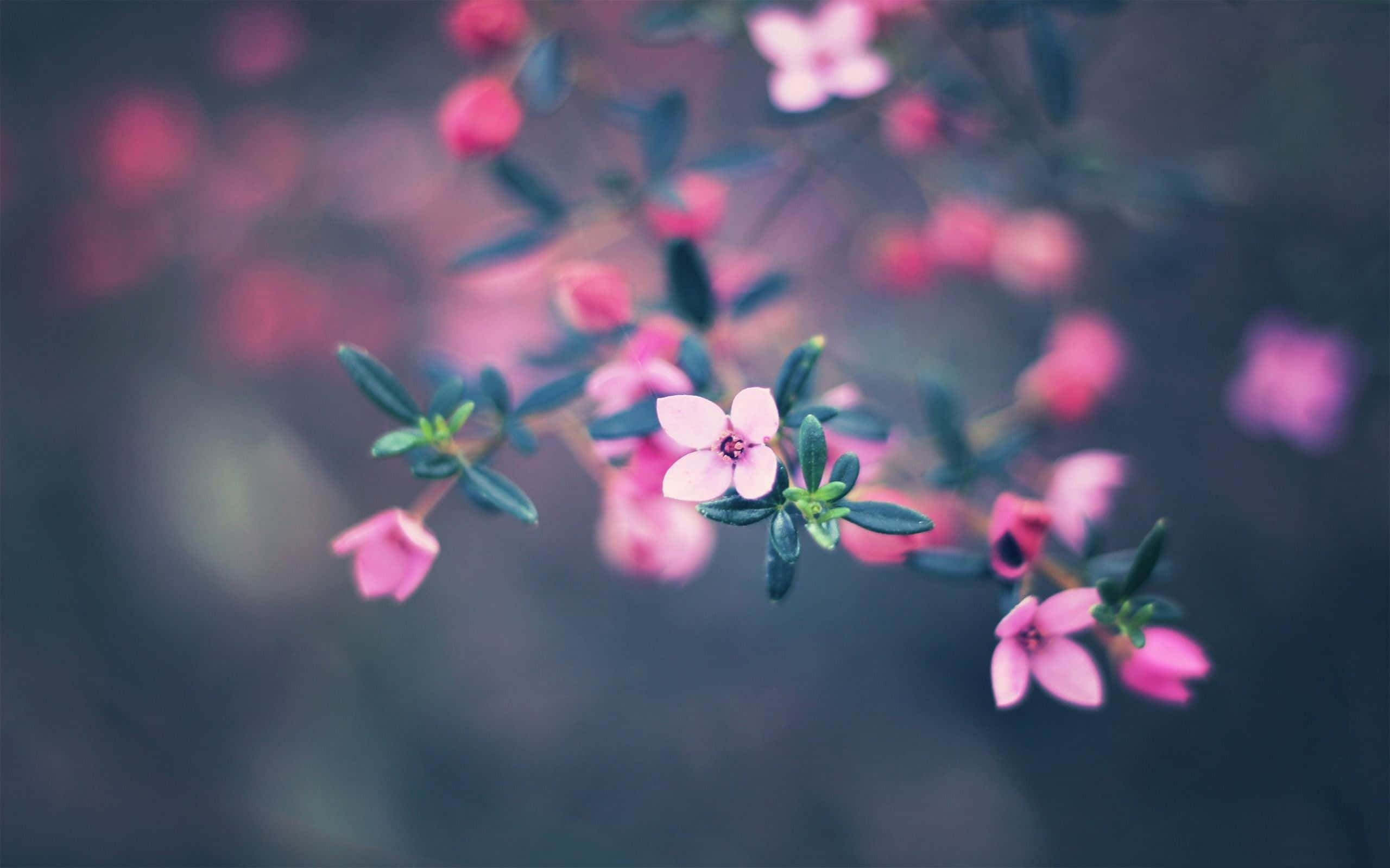 Pink Cute Flower, delicate pink blossoms, dark green leaves, 2K Desktop Wallpaper