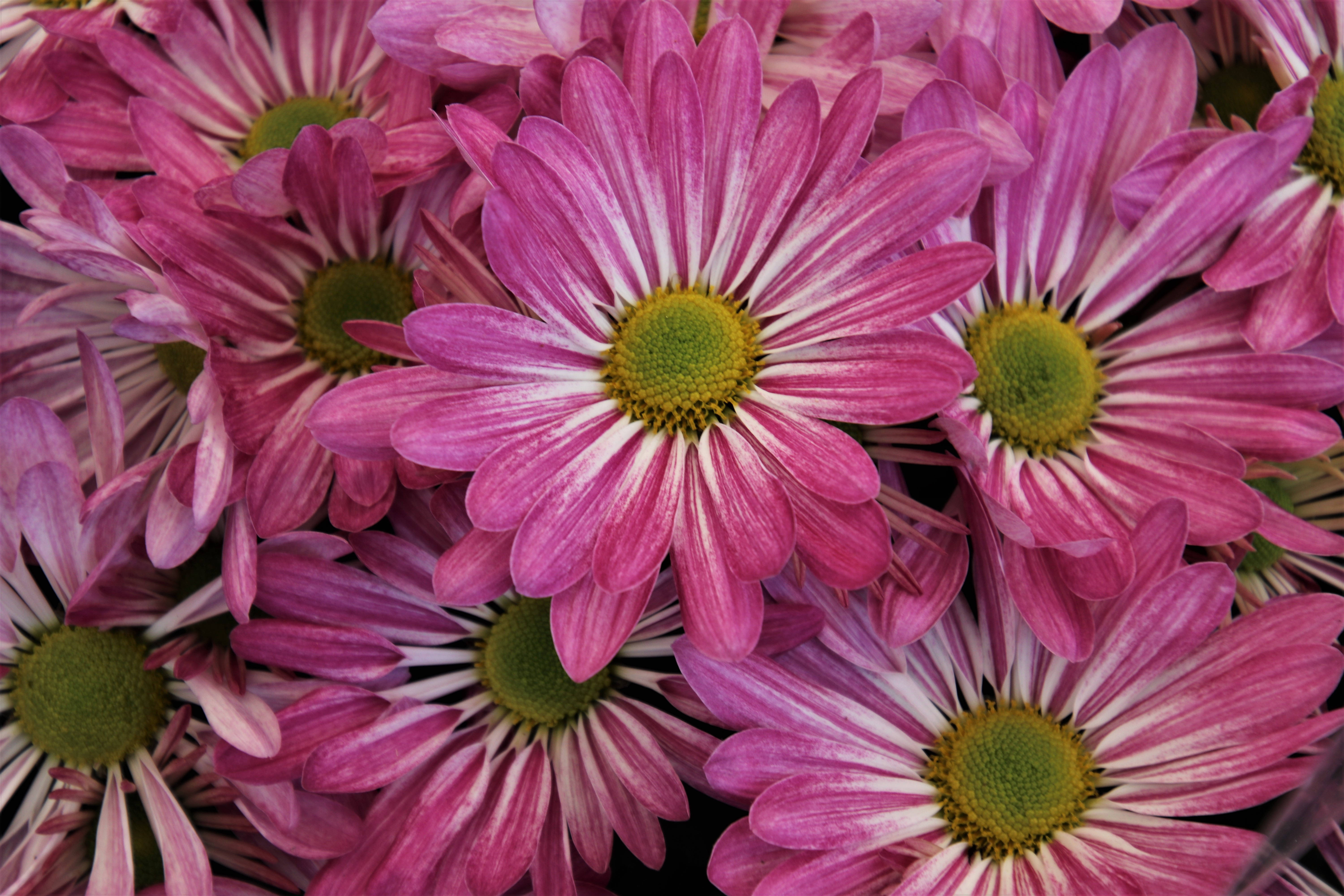 Pink Color Chrysanthemum, vibrant pink daisies, white-striped petals, 5K Desktop Wallpaper