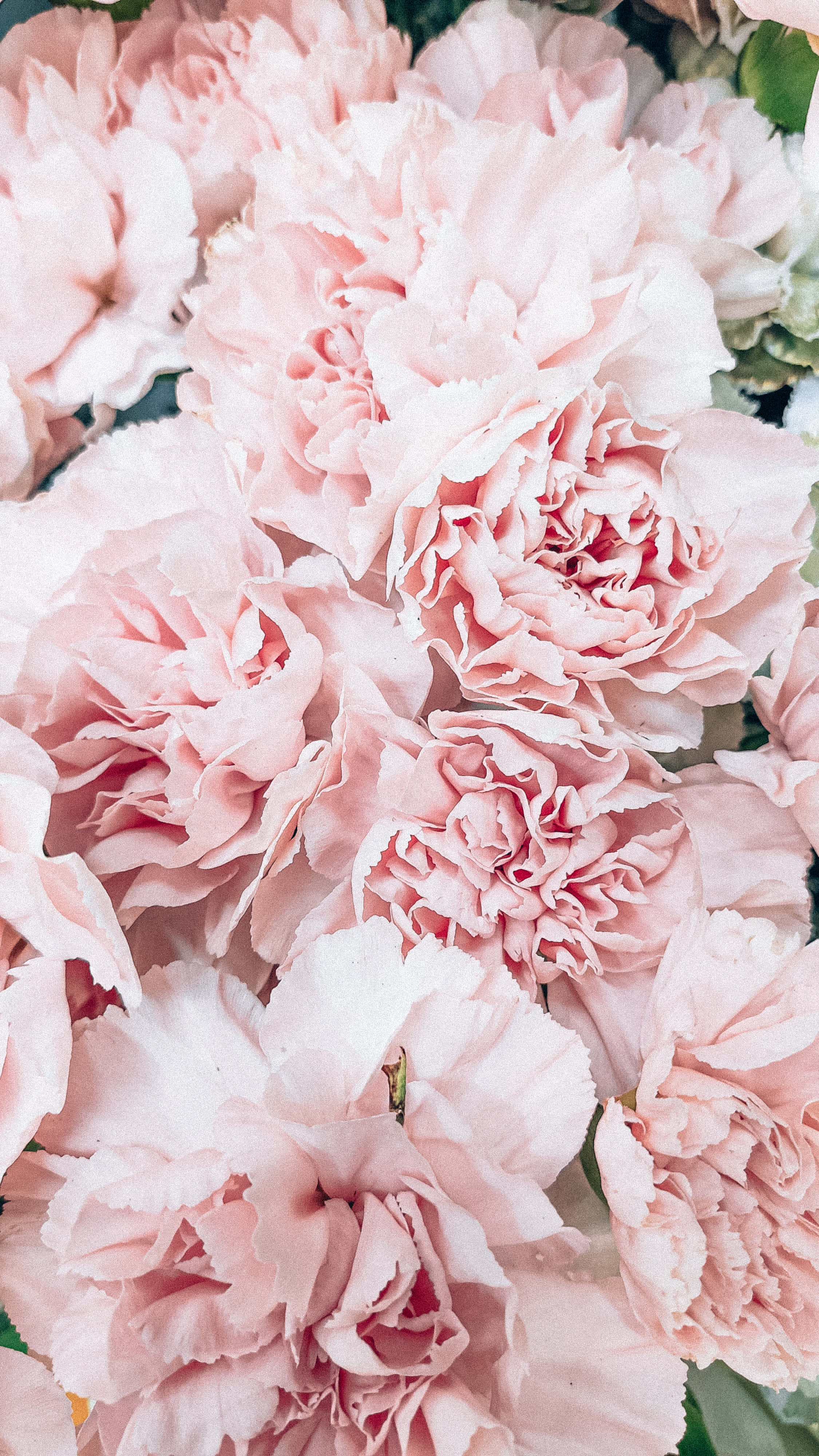pink carnations, delicate layered petals, subtle green foliage, 4K Phone Wallpaper