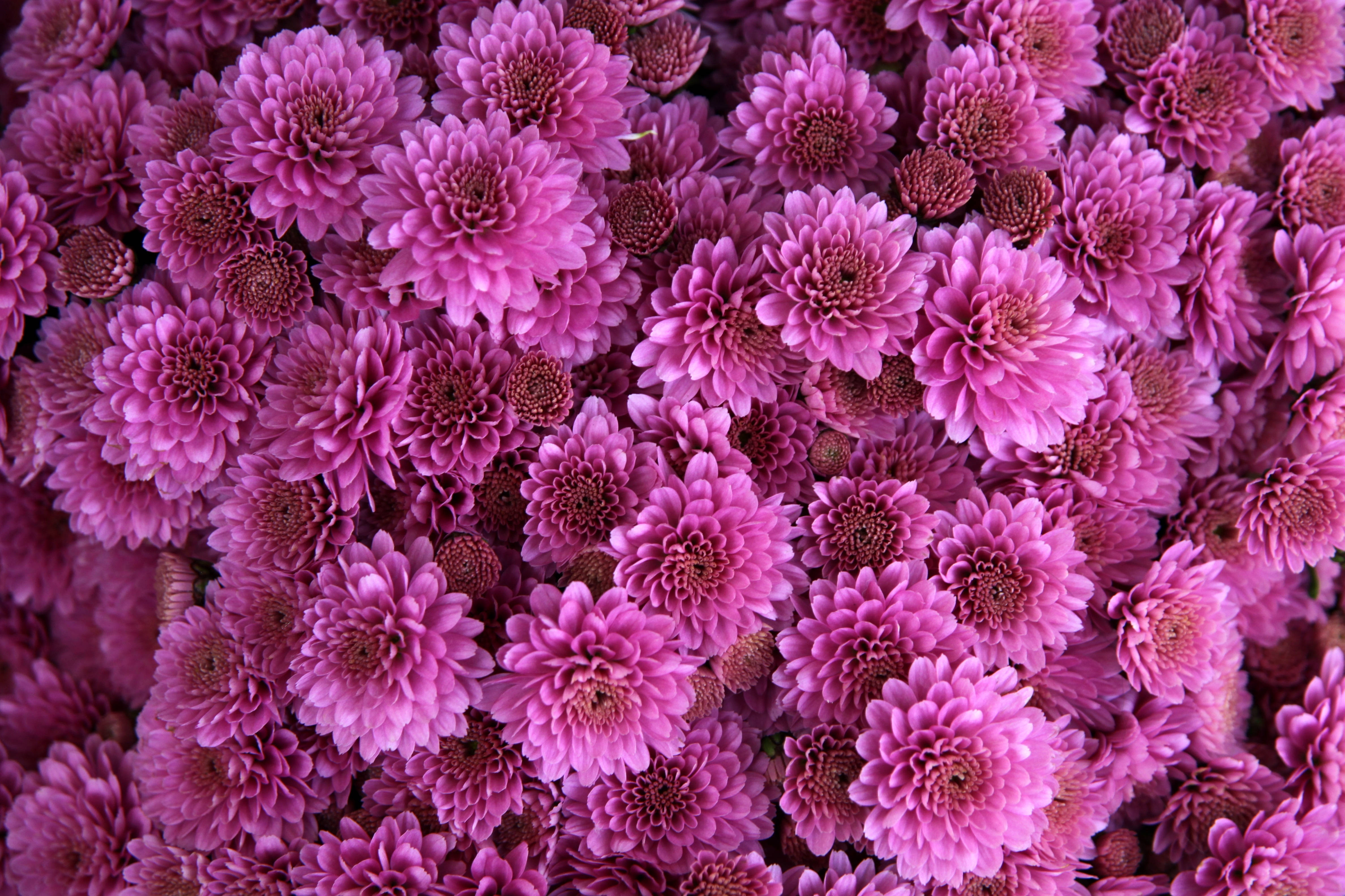 pink chrysanthemums, dark centers, lush floral explosion, 4K Desktop Wallpaper