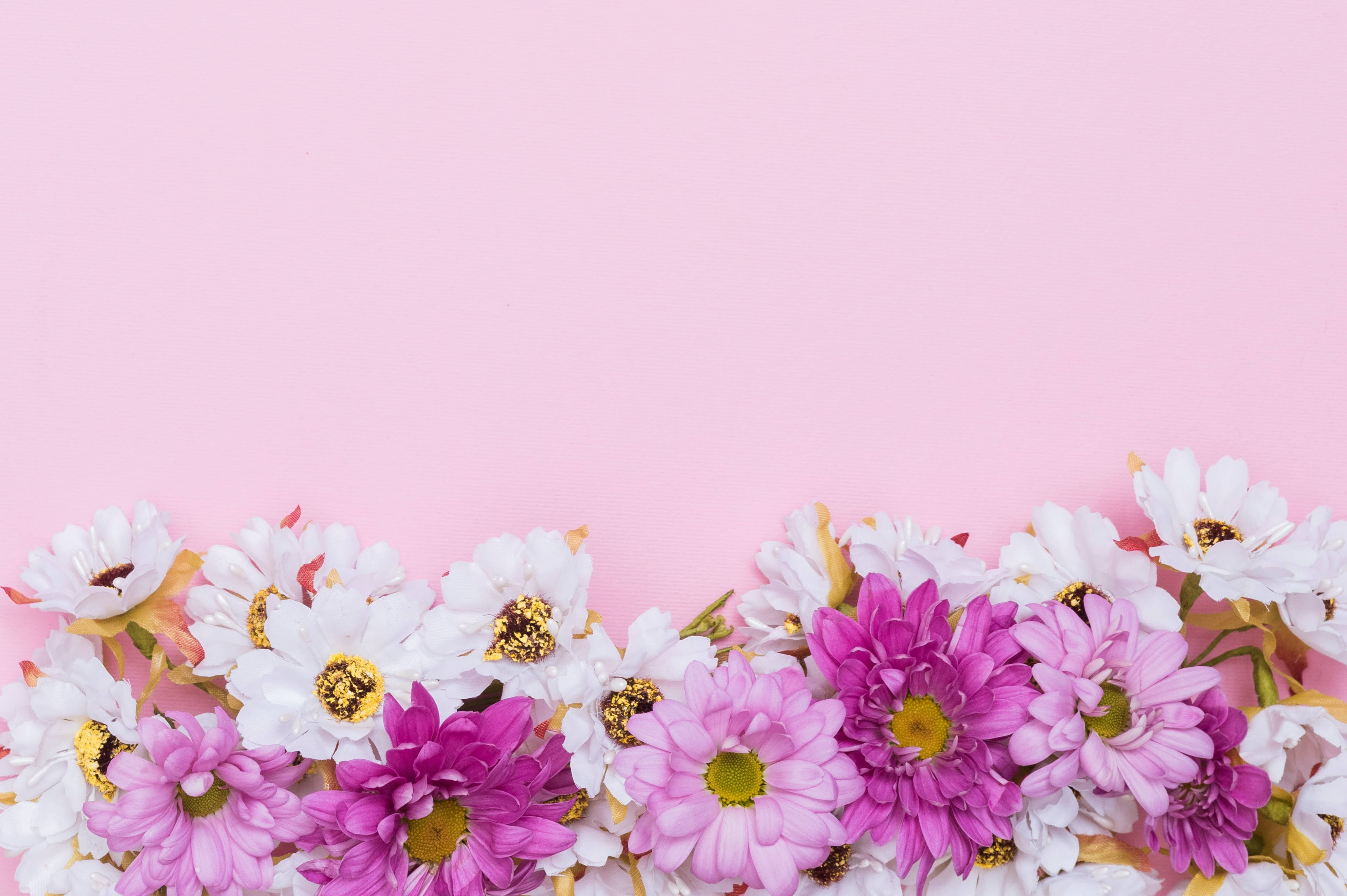 pink chrysanthemums, pink and white daisies, glittery centers, 5K Desktop Wallpaper