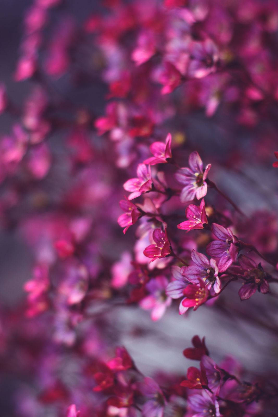 tiny pink flowers, vibrant pink blossoms, slender stems, HD Phone Wallpaper