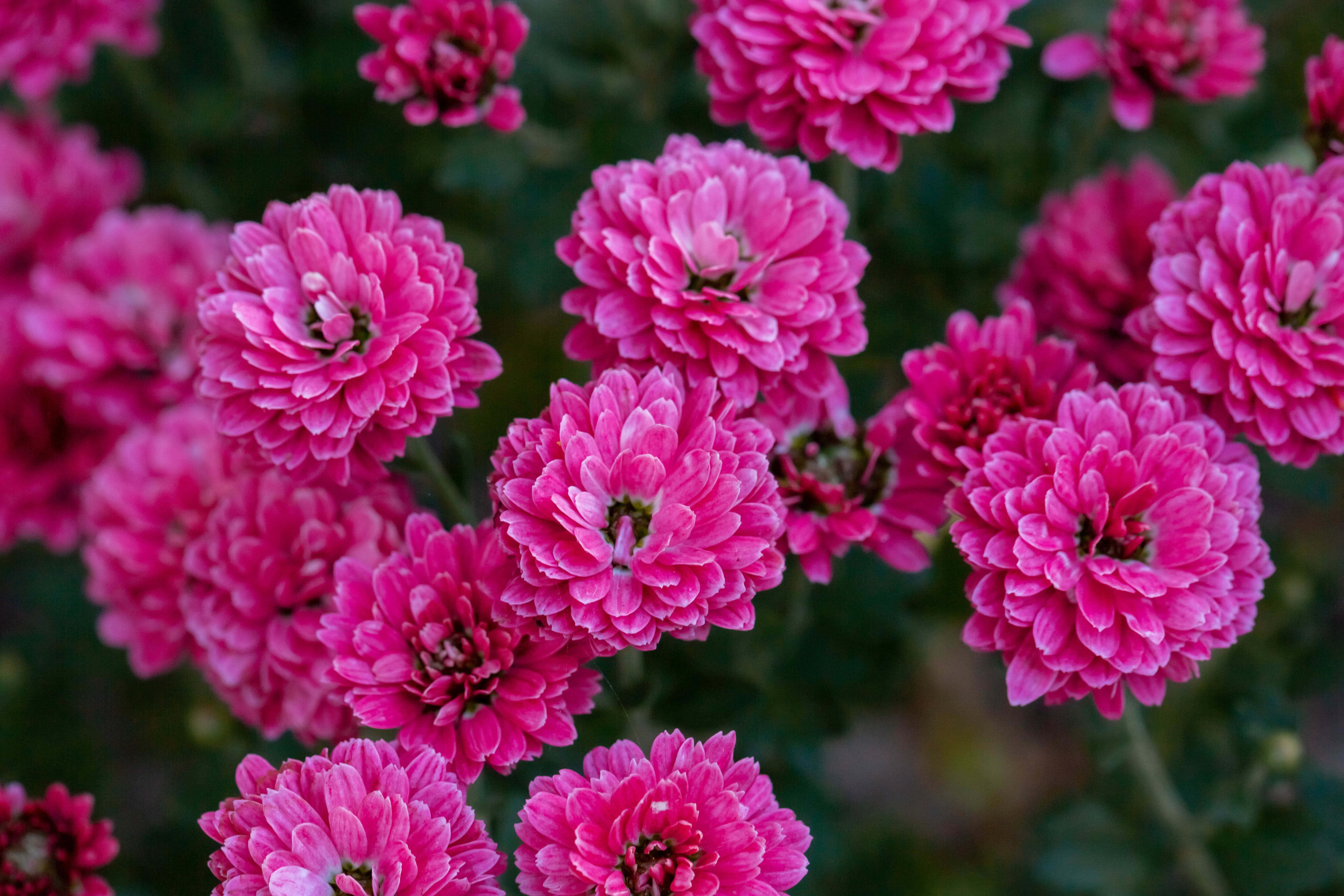 Pink Chrysanthemums, vibrant pink chrysanthemums, soft blurred green background, 5K Desktop Wallpaper