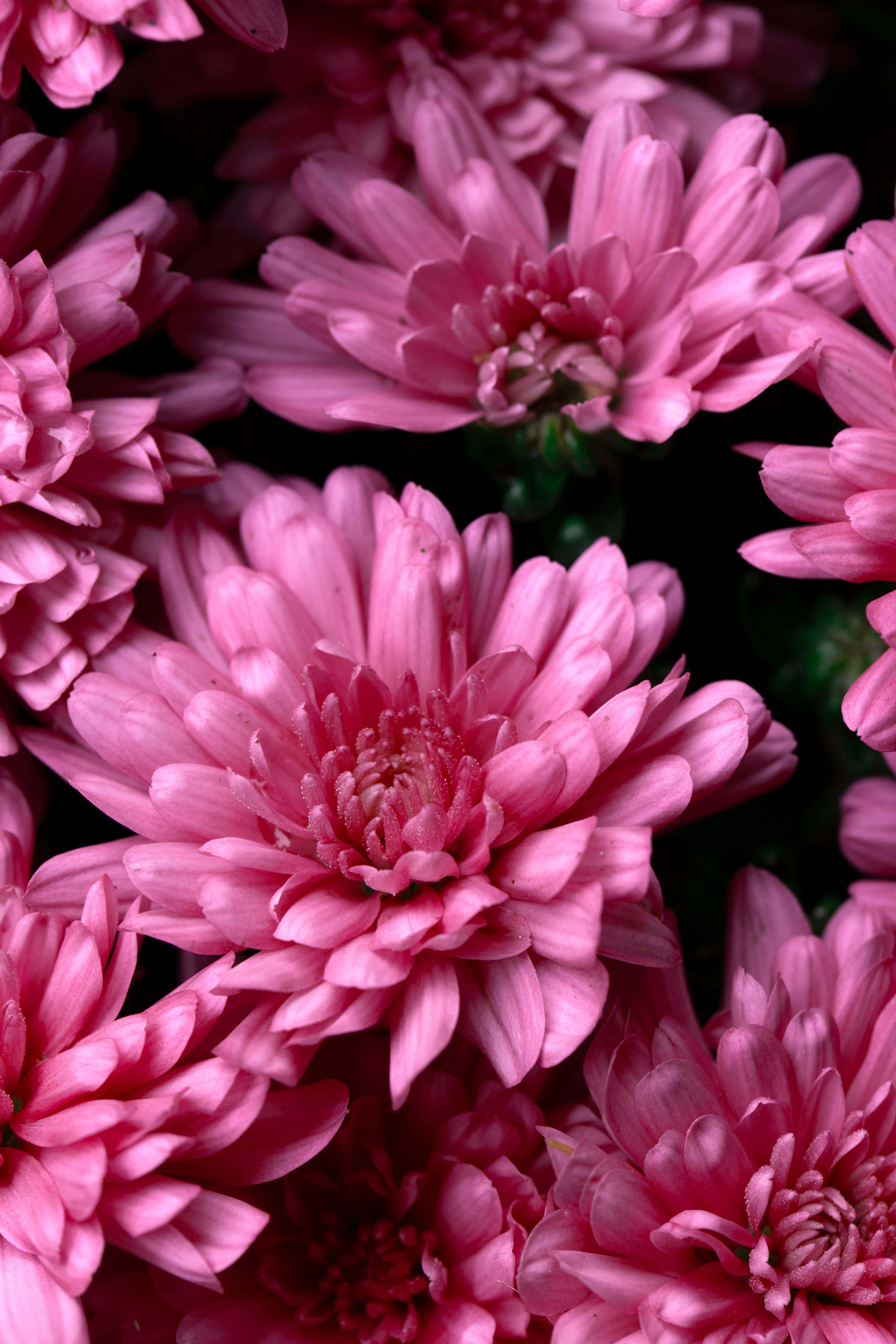 pink chrysanthemums, vibrant pink, layered petals, 5K Phone Wallpaper