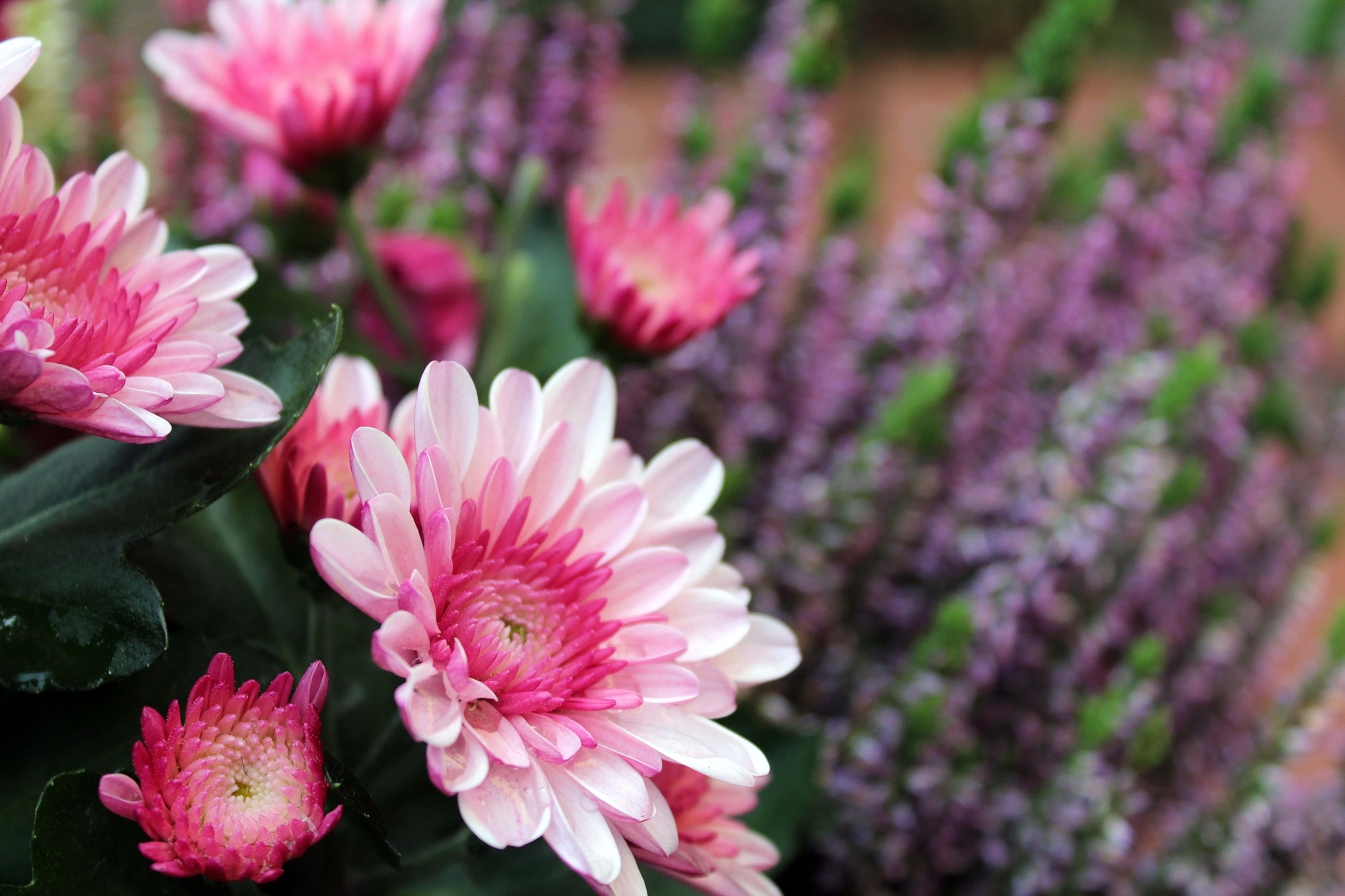 Pink Chrysanthemums, vibrant pink chrysanthemums, layered petals, 5K Desktop Wallpaper