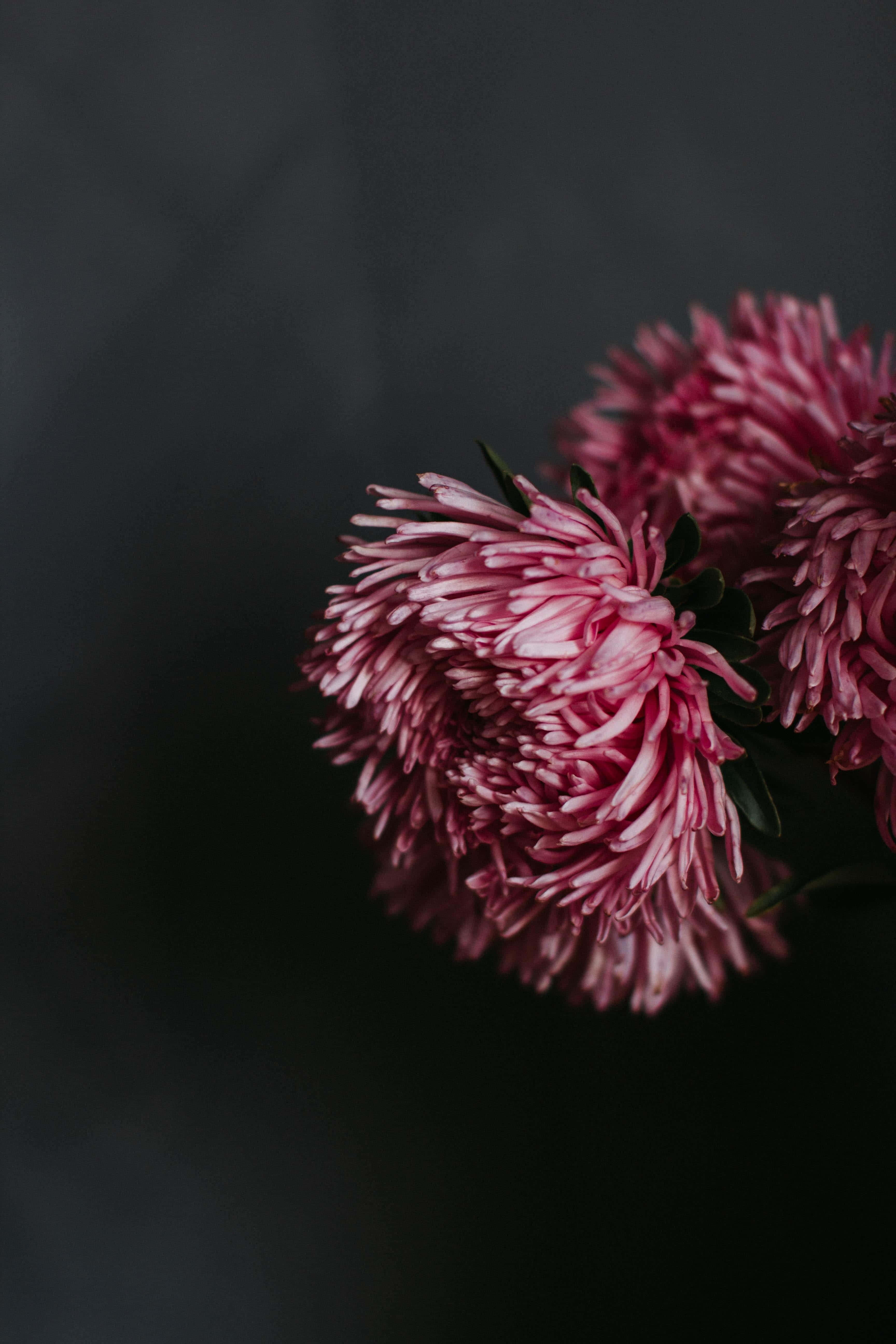 pink chrysanthemums, soft dark gray backdrop, shallow depth of field, 5K Phone Wallpaper