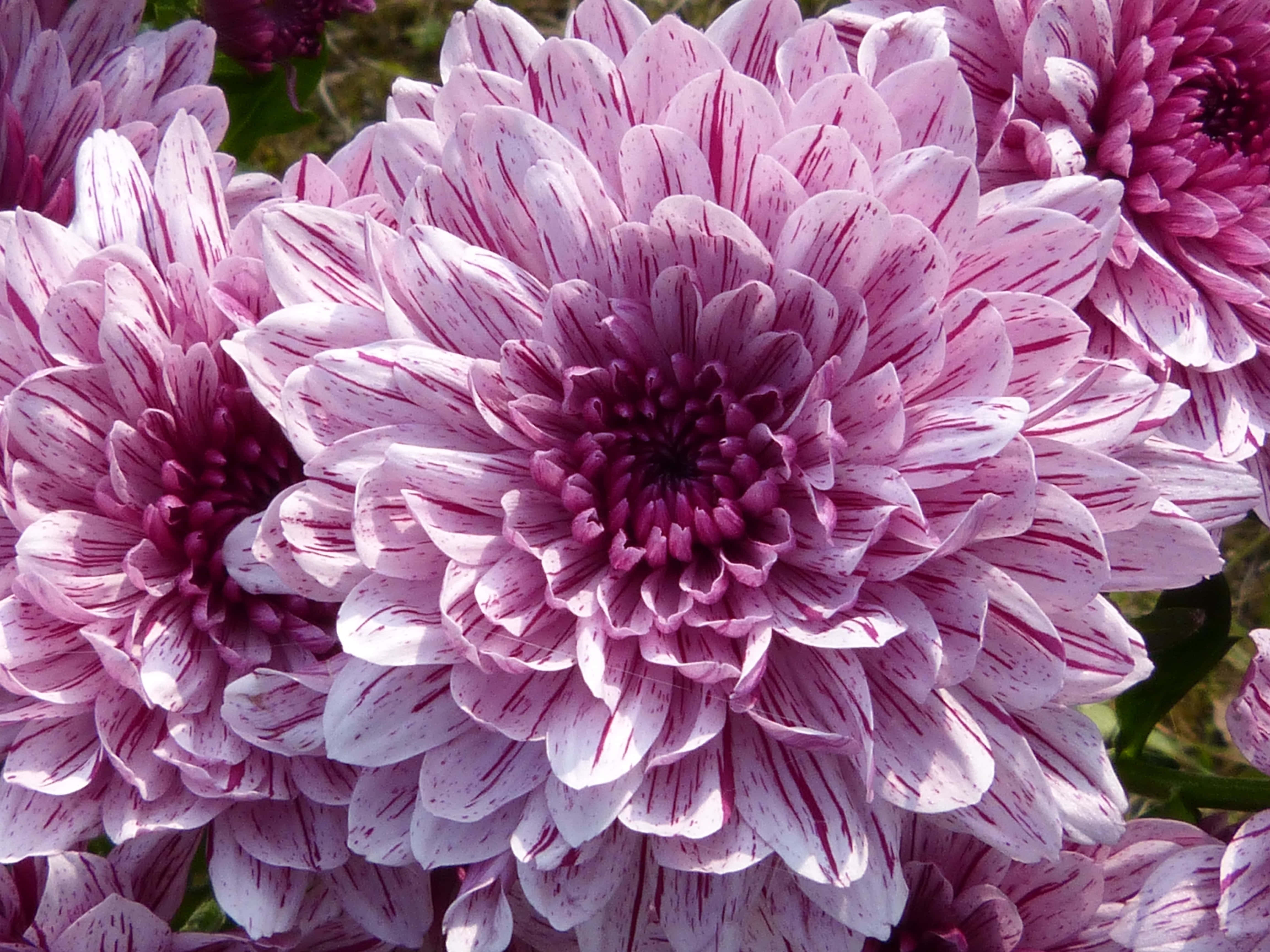 Pink Chrysanthemums, vibrant pink, white dahlia flowers, 4K Desktop Wallpaper