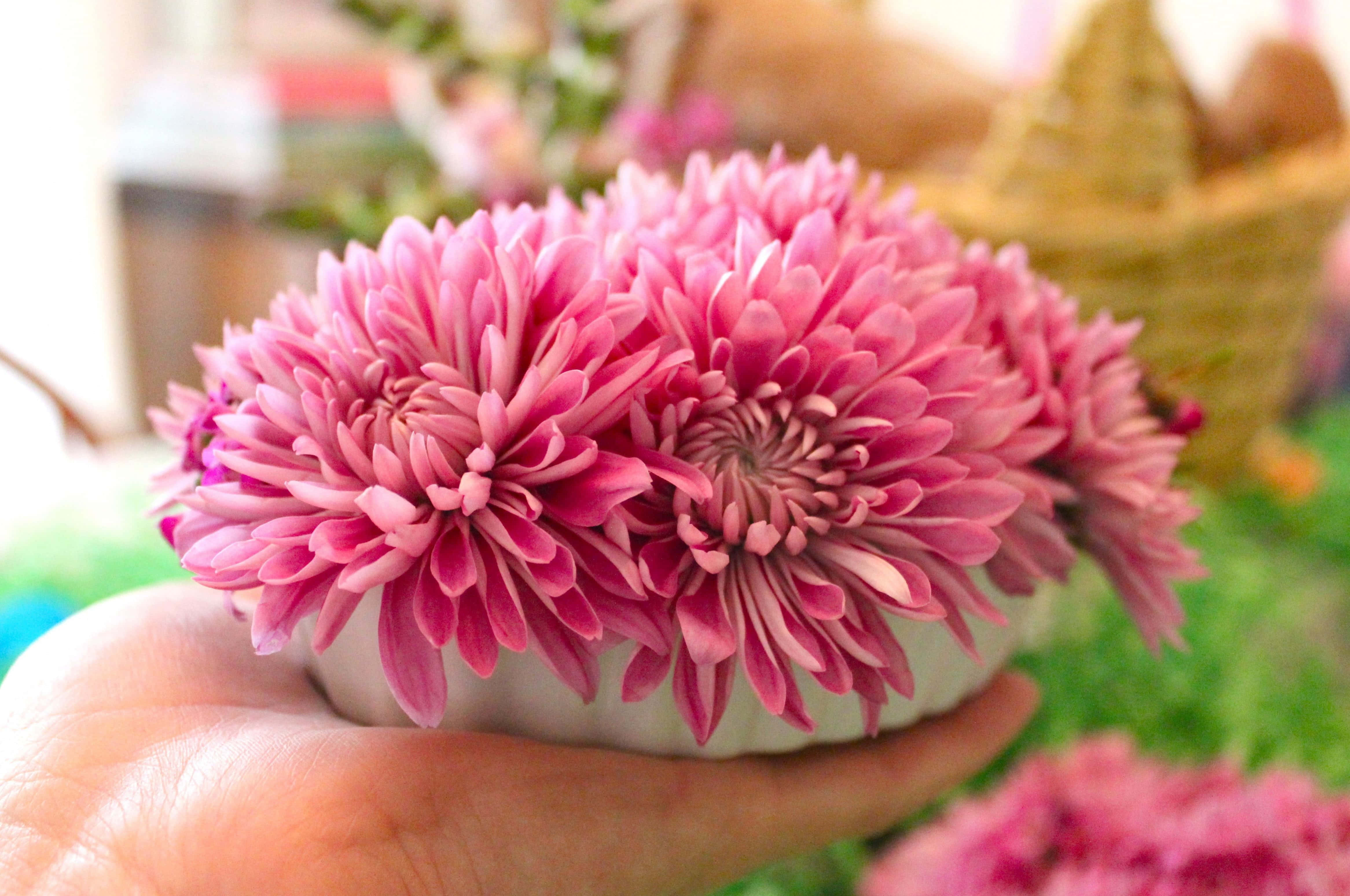 pink chrysanthemums, white ceramic bowl, softly blurred garden backdrop, 4K Desktop Wallpaper