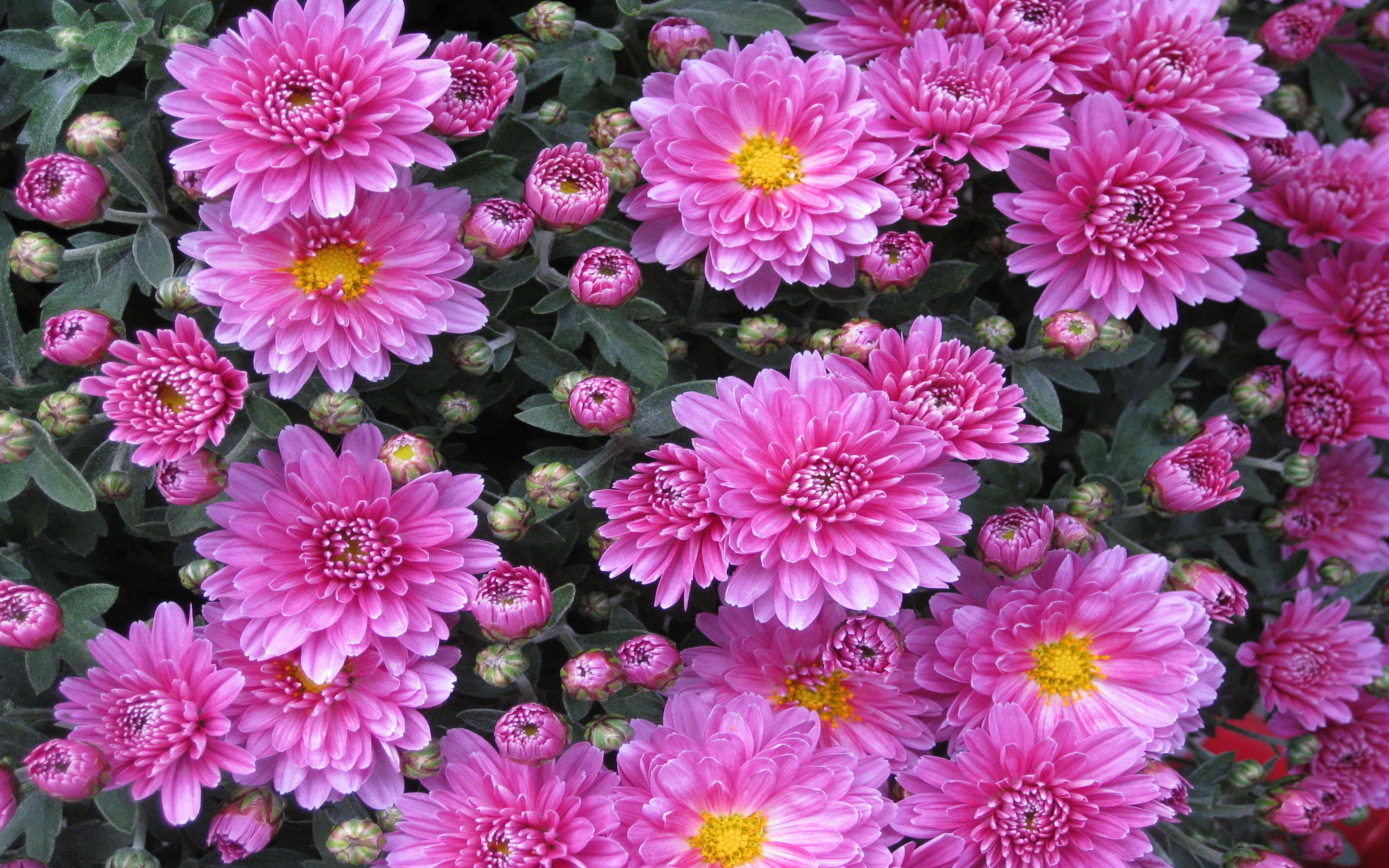 Pink Chrysanthemums, vibrant pink, yellow centers, 4K Desktop Wallpaper