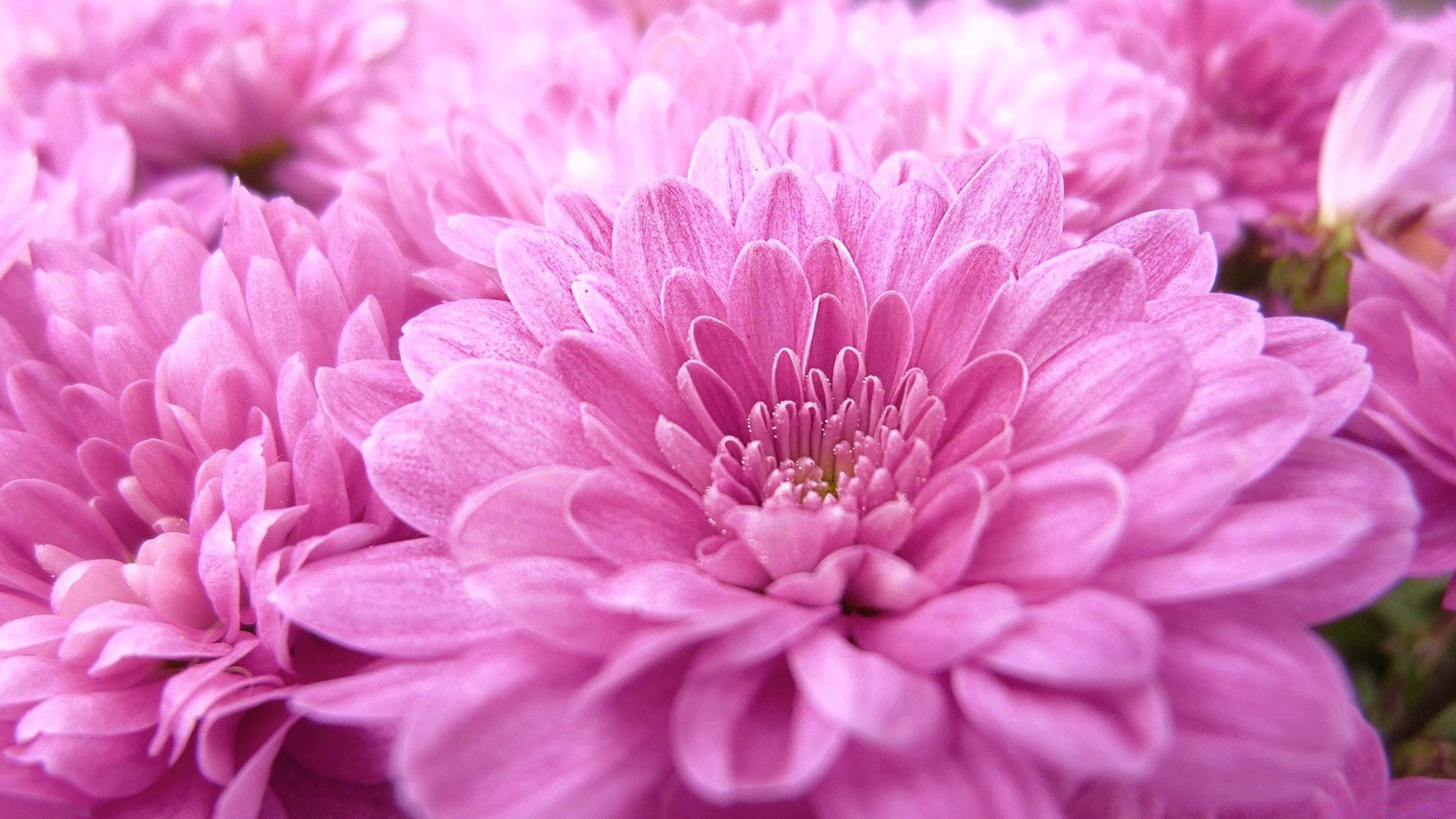 Pink Chrysanthemums, soft pink chrysanthemums, delicate layered petals, 4K Desktop Wallpaper