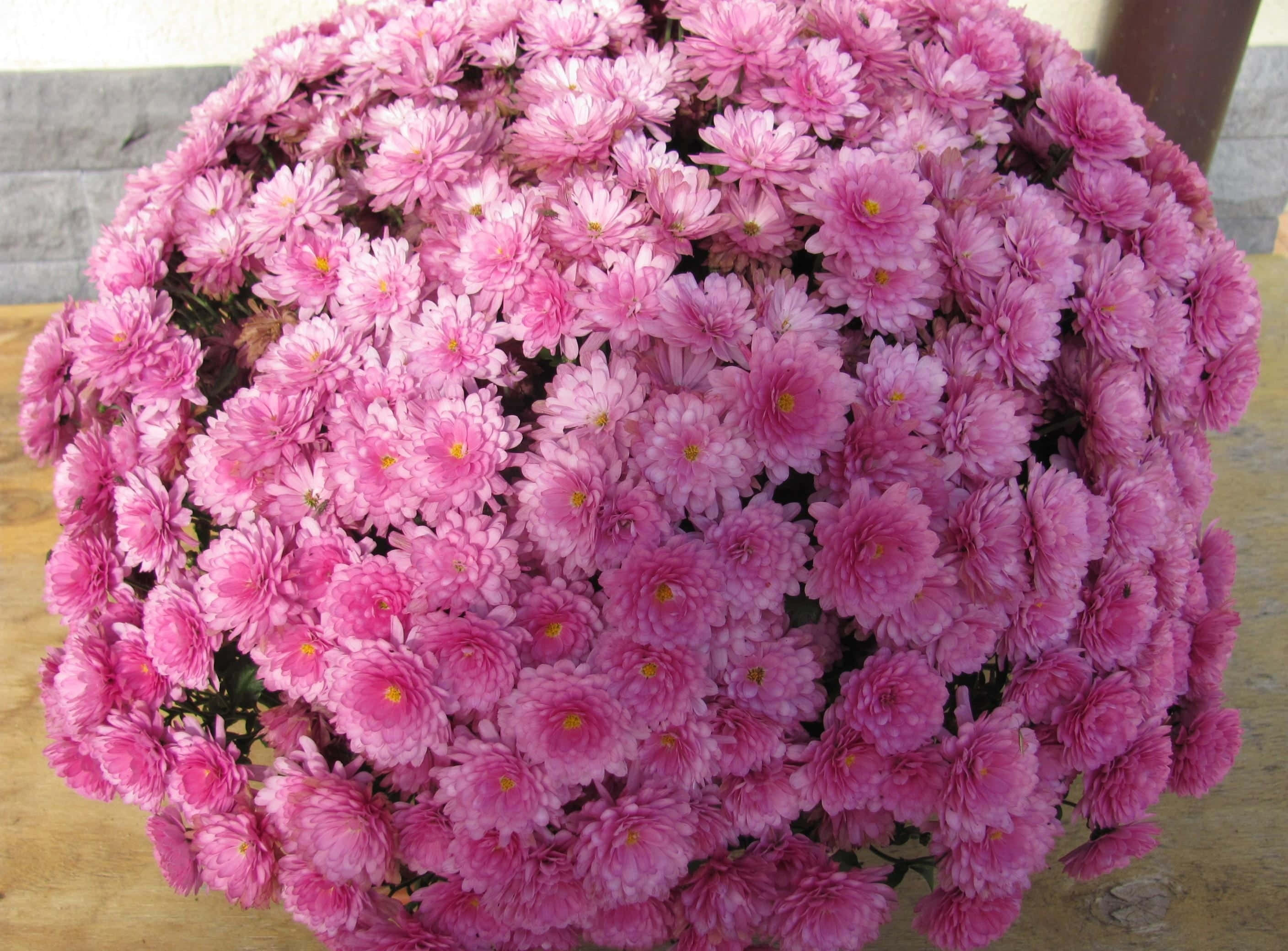 pink chrysanthemums, vibrant pink chrysanthemums, yellow centers, 2K Desktop Wallpaper