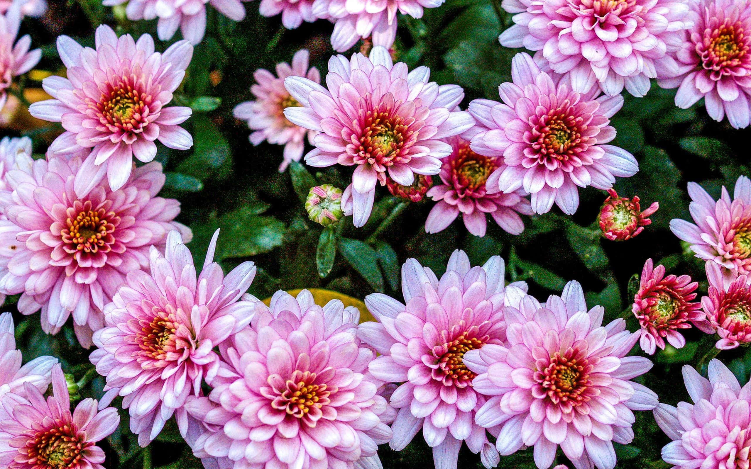 pink chrysanthemums, layered petals, yellow-orange centers, 2K Desktop Wallpaper