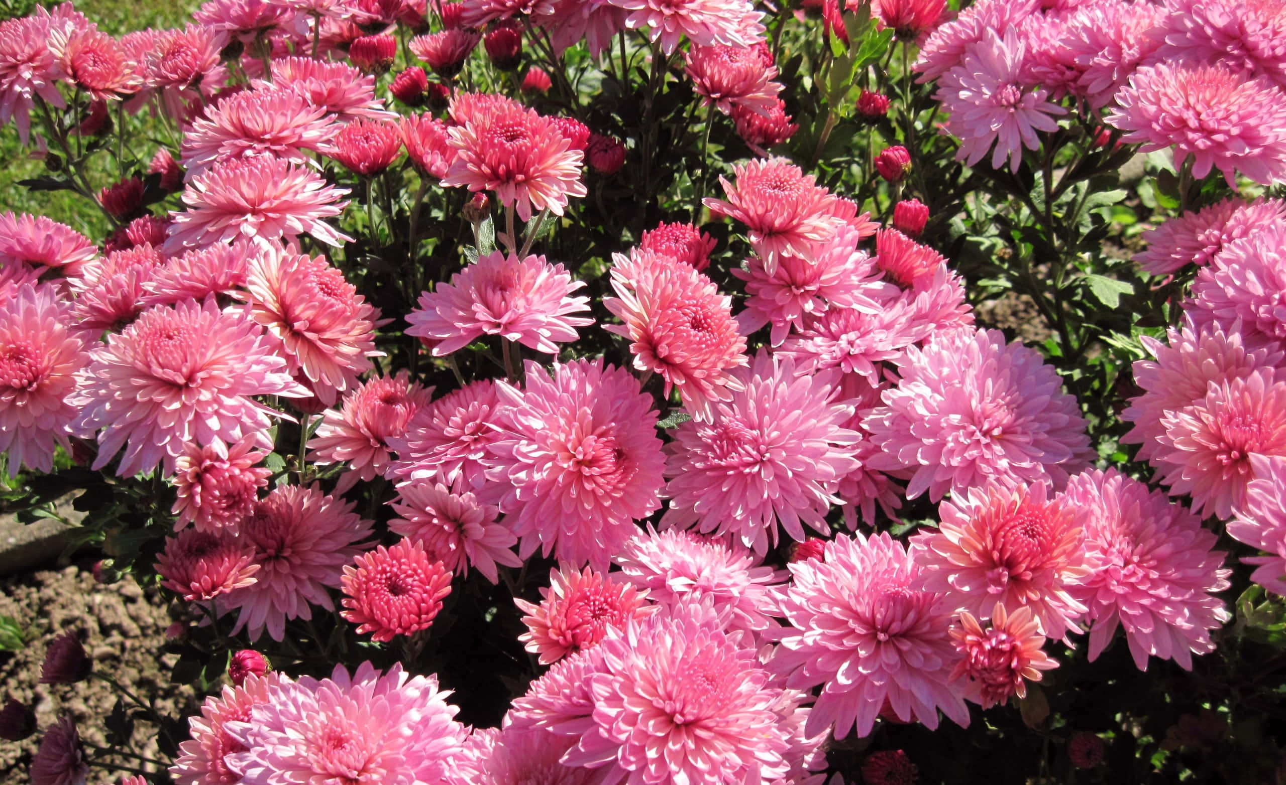 pink chrysanthemums, garden, bright sunlight, 2K Desktop Wallpaper