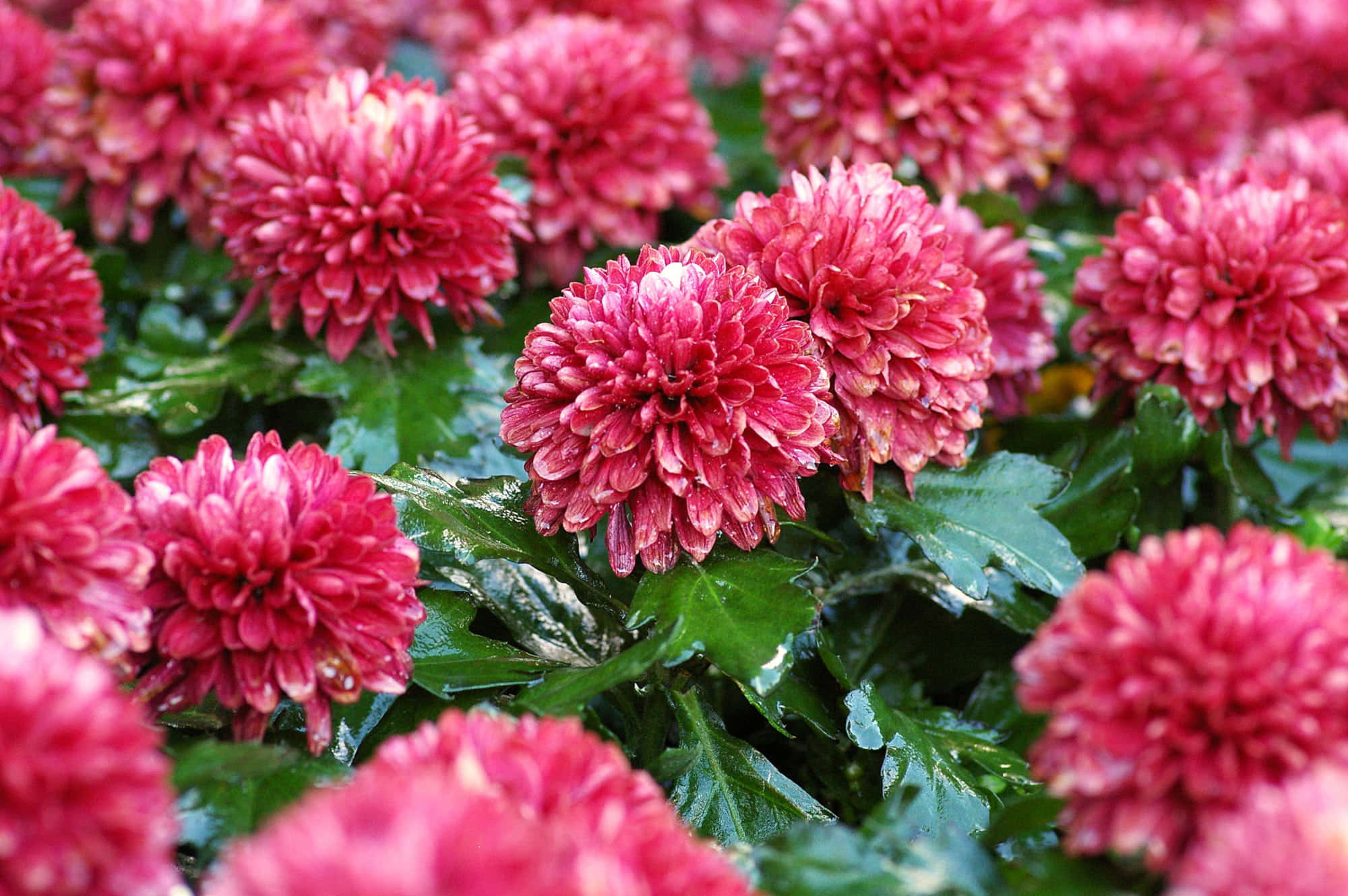 Pink Chrysanthemums, vibrant pink chrysanthemums, layered petals, Full HD Desktop Wallpaper