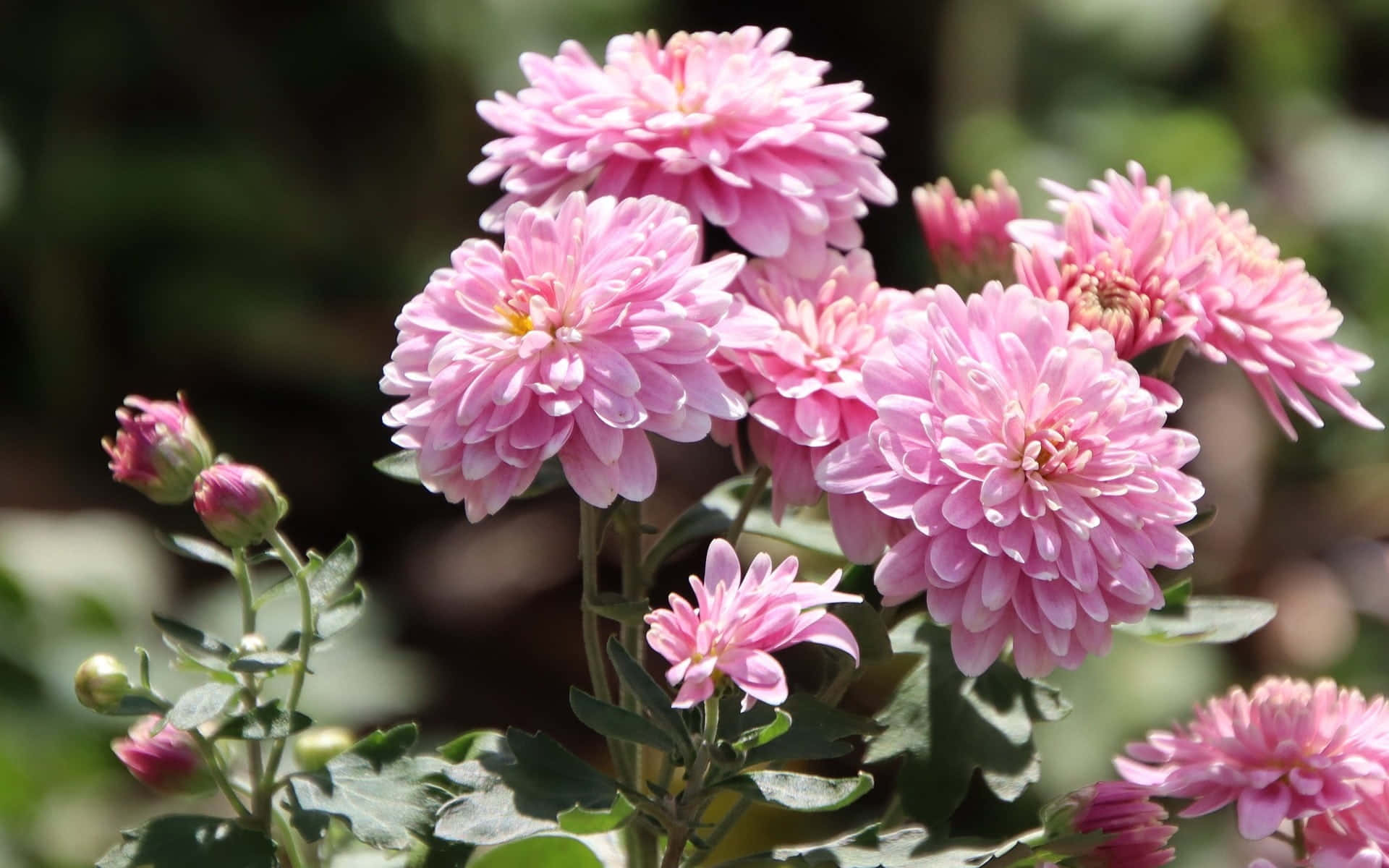 pink chrysanthemums, layered petals, green leaves, Full HD Desktop Wallpaper