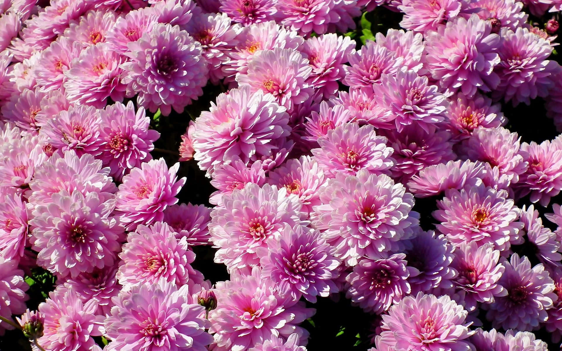 Pink Chrysanthemums, vibrant pink chrysanthemums, layered petals, Full HD Desktop Wallpaper