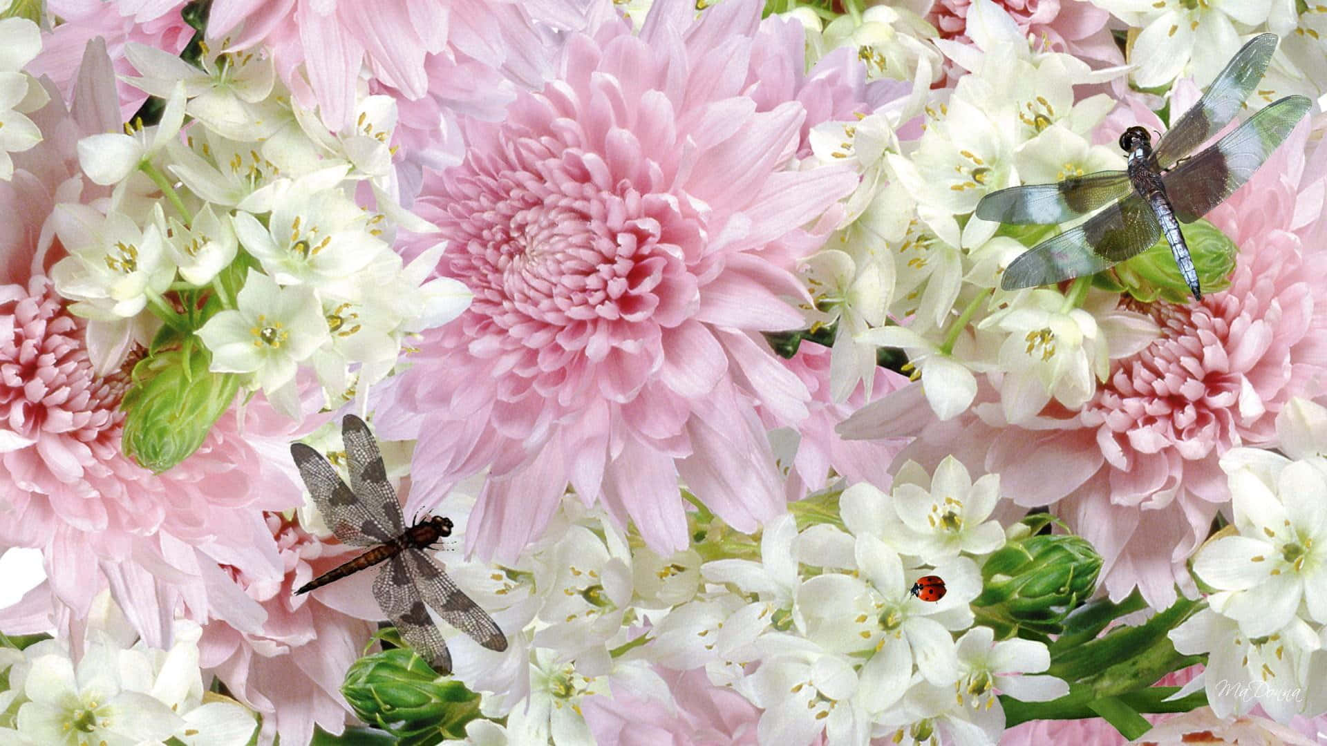 Pink Chrysanthemums, pink and white flowers, dragonflies, Full HD Desktop Wallpaper