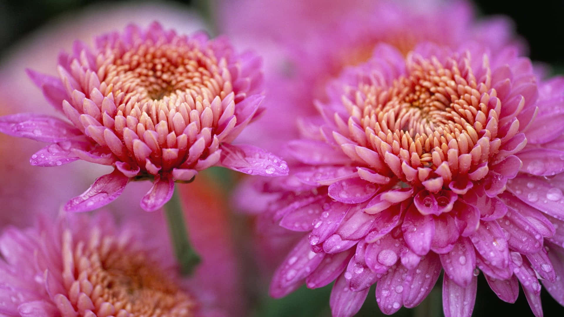 Pink Chrysanthemums, vibrant pink chrysanthemums, dew drops glistening on delicate petals, Full HD Desktop Wallpaper