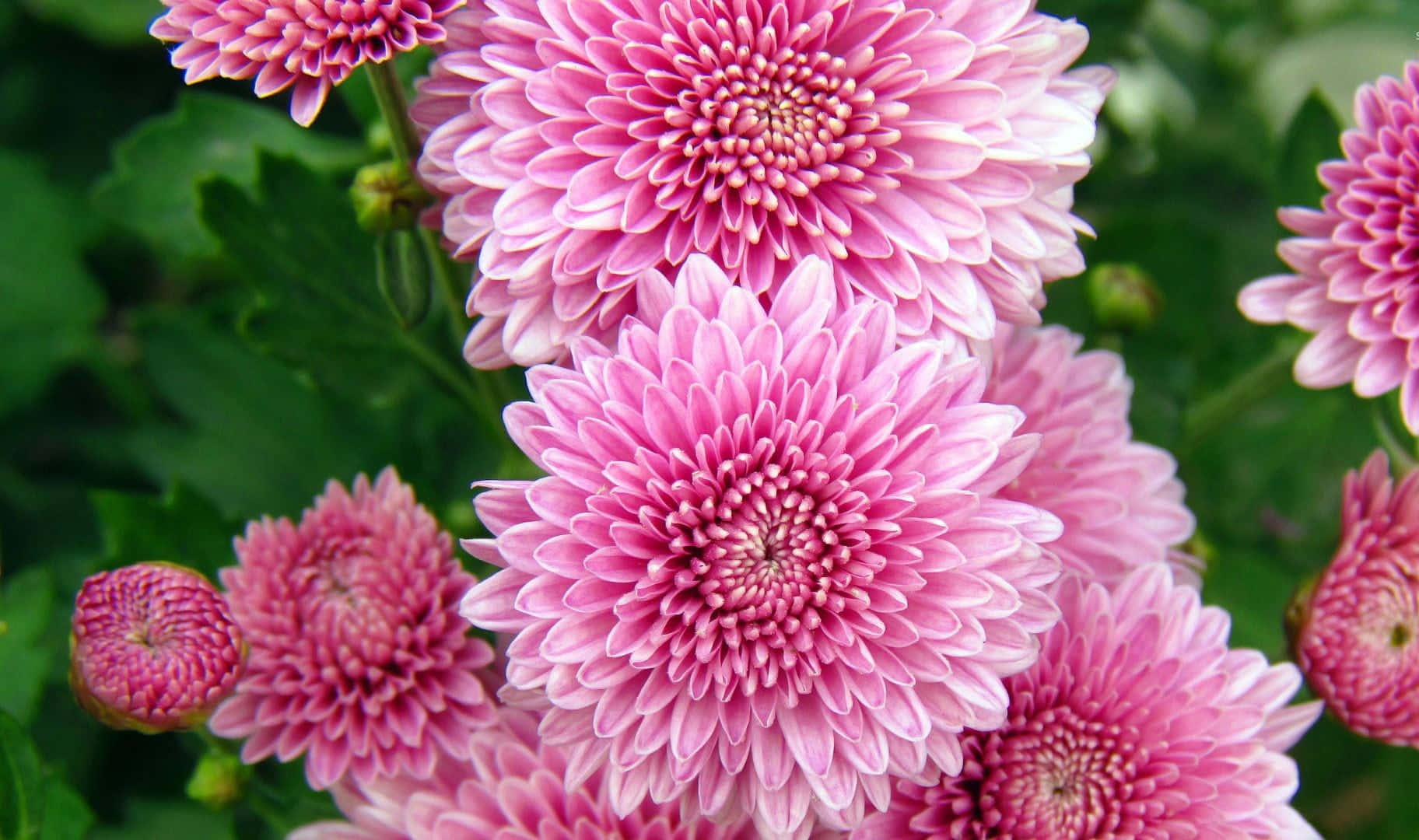 Pink Chrysanthemums, garden, sunlit, HD Desktop Wallpaper