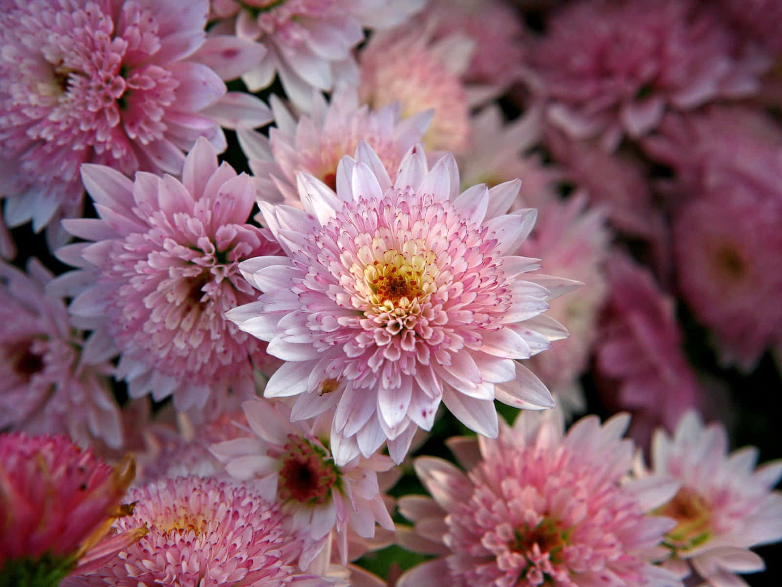 pink chrysanthemums, layered petals, yellow centers, HD Desktop Wallpaper