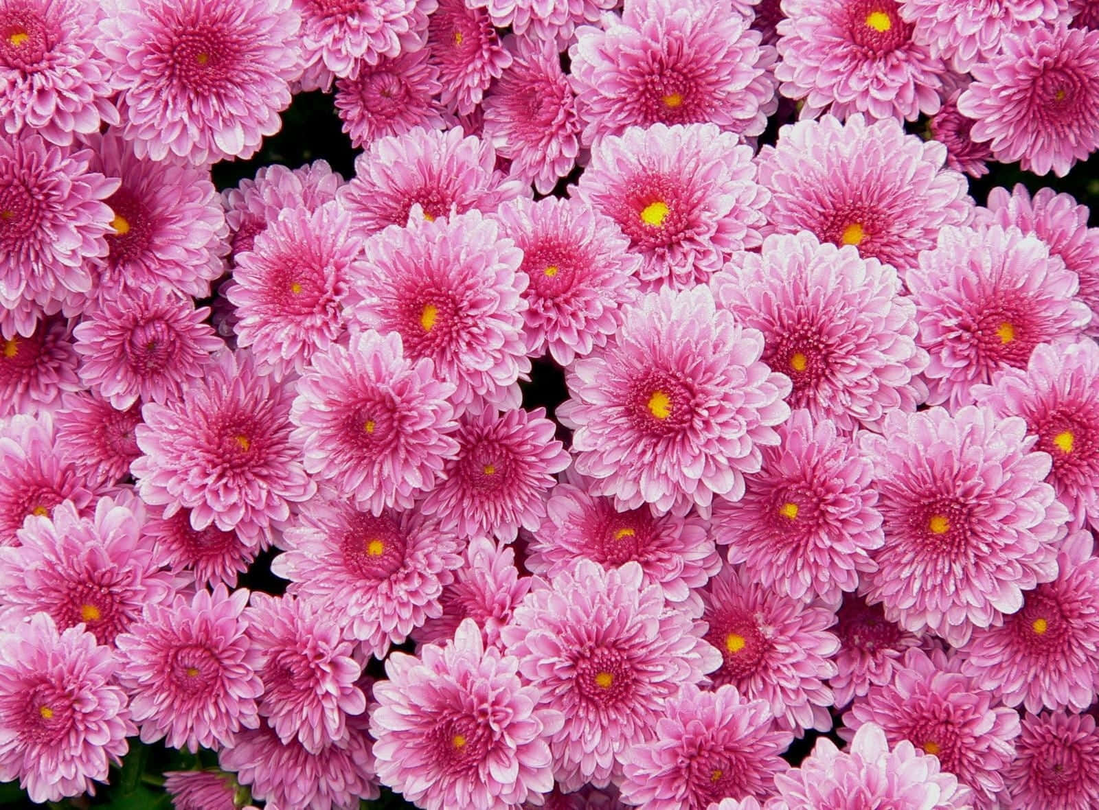 Pink Chrysanthemums, vibrant pink chrysanthemums, yellow centers, HD Desktop Wallpaper