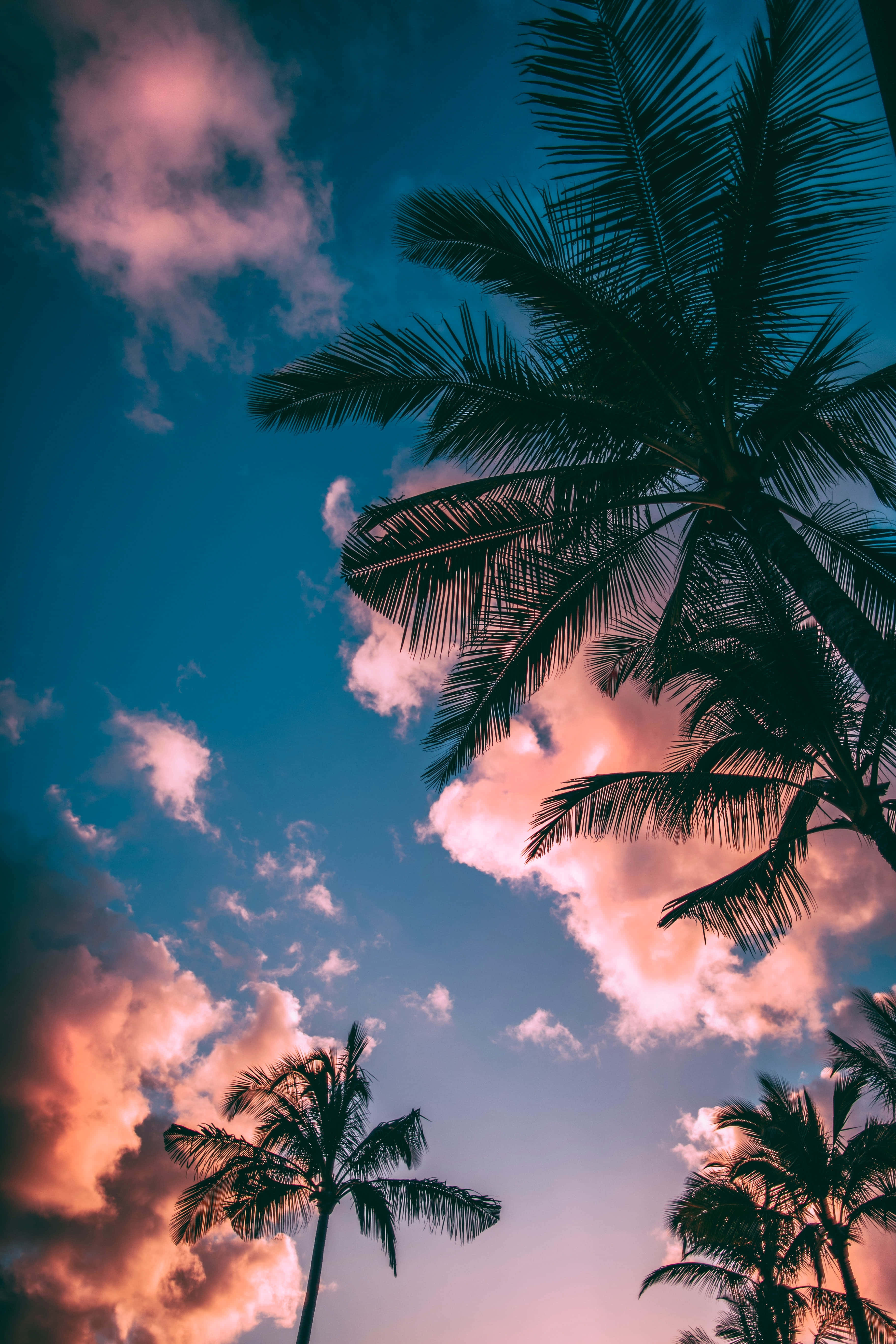 Still Clouds HD, palm trees, vibrant sky, 5K Phone Wallpaper